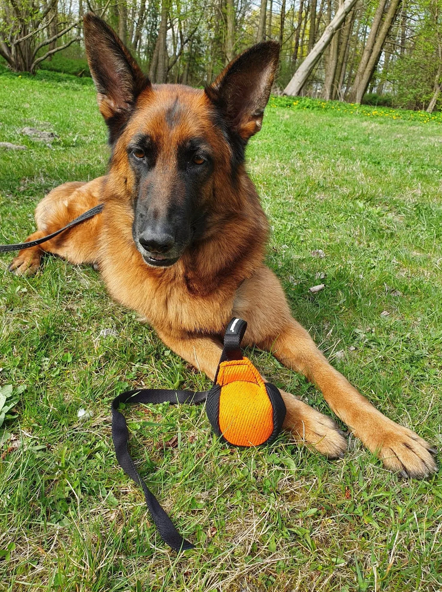 Piłka treningowa Dingo Gear 9 cm z rączką 65 cm nylon aport