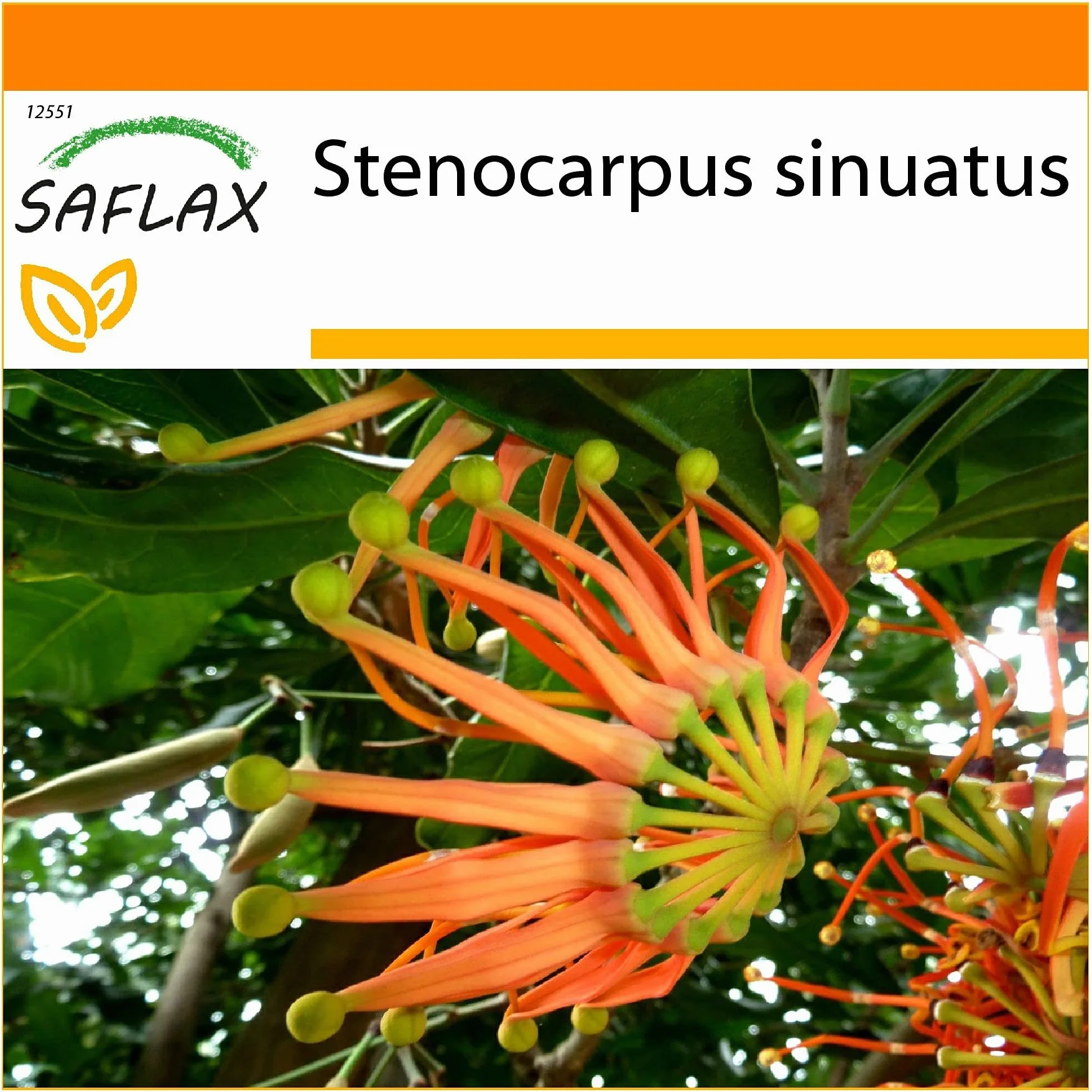 SAFLAX - Ogród w torbie - Australijski Wiatraczek - 20 Nasiona - Z rosnącym podłożem w praktycznej, samowznoszącej torbie. - Stenocarpus sinuatus