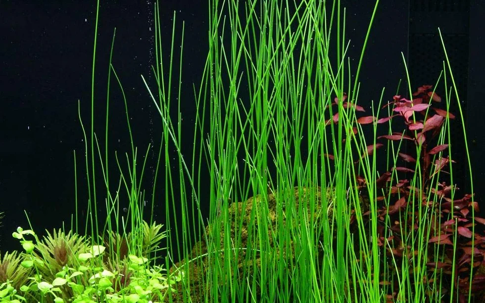 Tropica Eleocharis sp nr 132D Roślina akwariowa woda akwarium