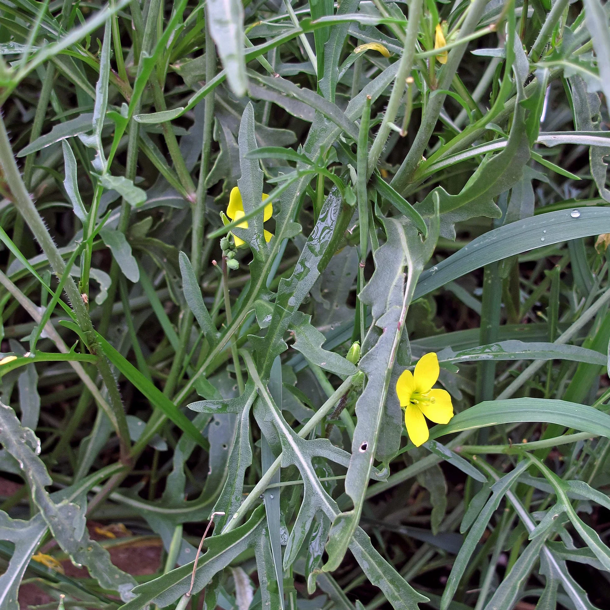 Dzika rukola / Rucola selvatica (Diplotaxis muralis) - ok. 1500 nasion