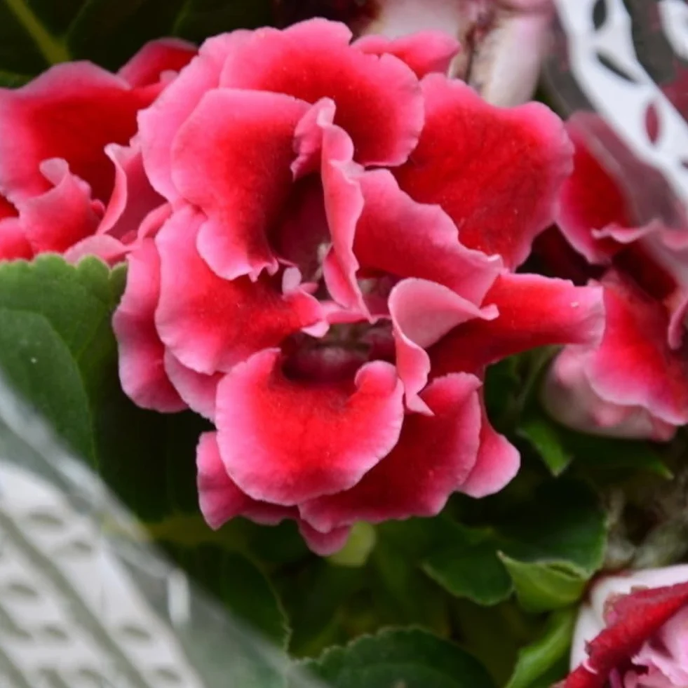 120 Sztuk Mieszane Gloksynia Calibrachoa Petunia Nasiona Kwiatów Ogród Yard Roślina Bonsai Kwiat Drzewo Owocowe Nasiona Warzyw Nasiona gloksynii 120pcs