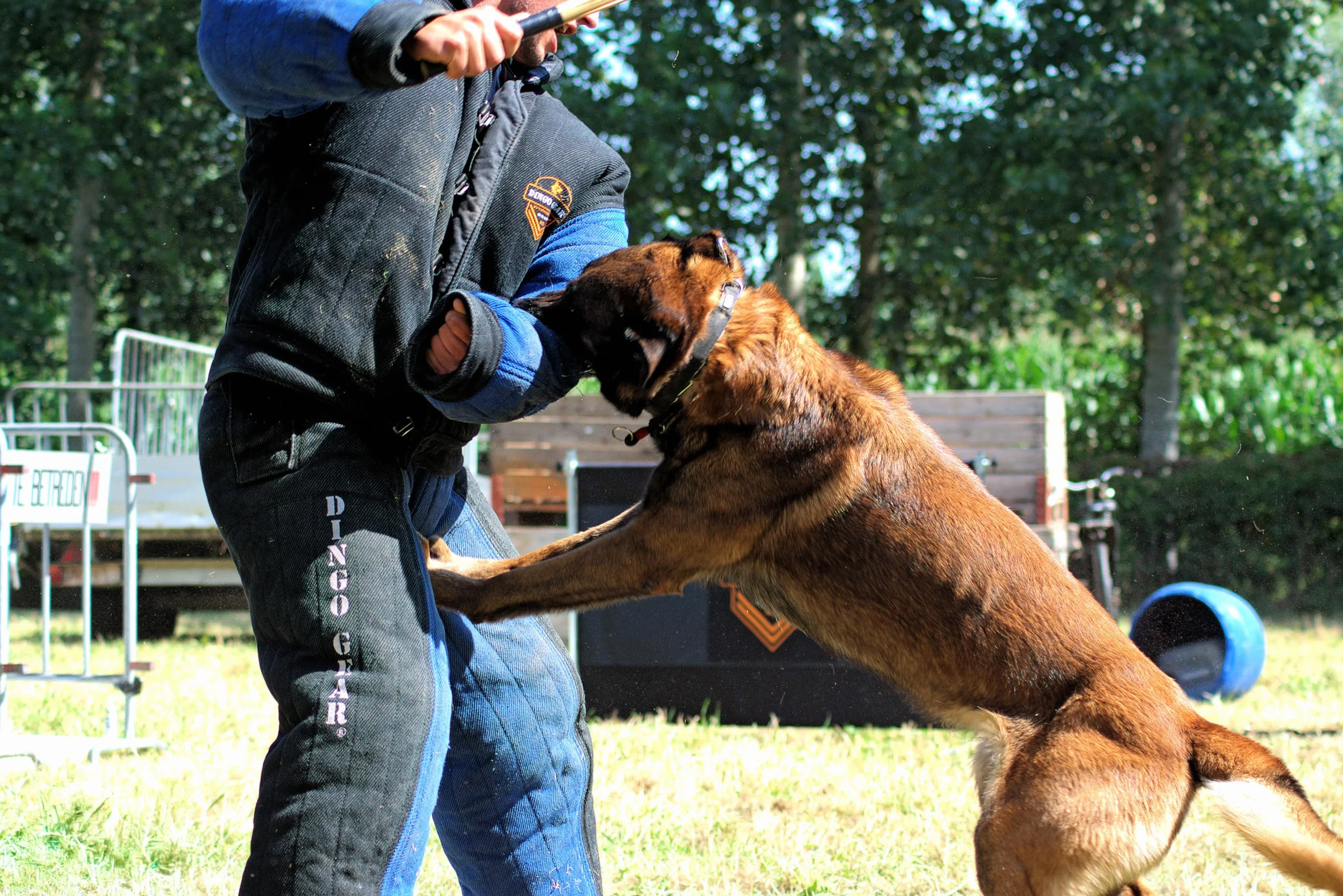 Dingo Gear pełny gryzienie garnitur do szkolenia psa K9 IGP niebieski XL