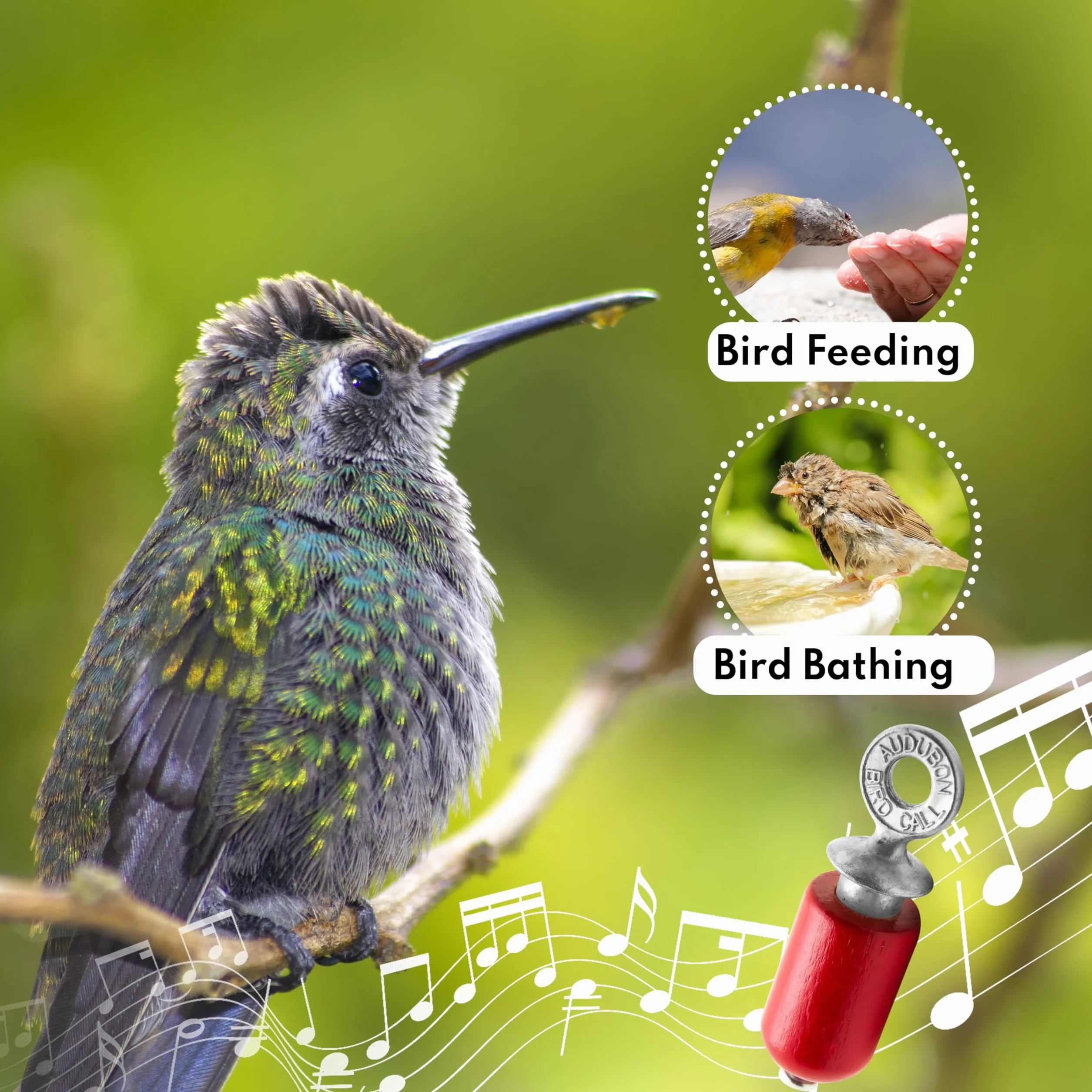 Audubon Bird Call