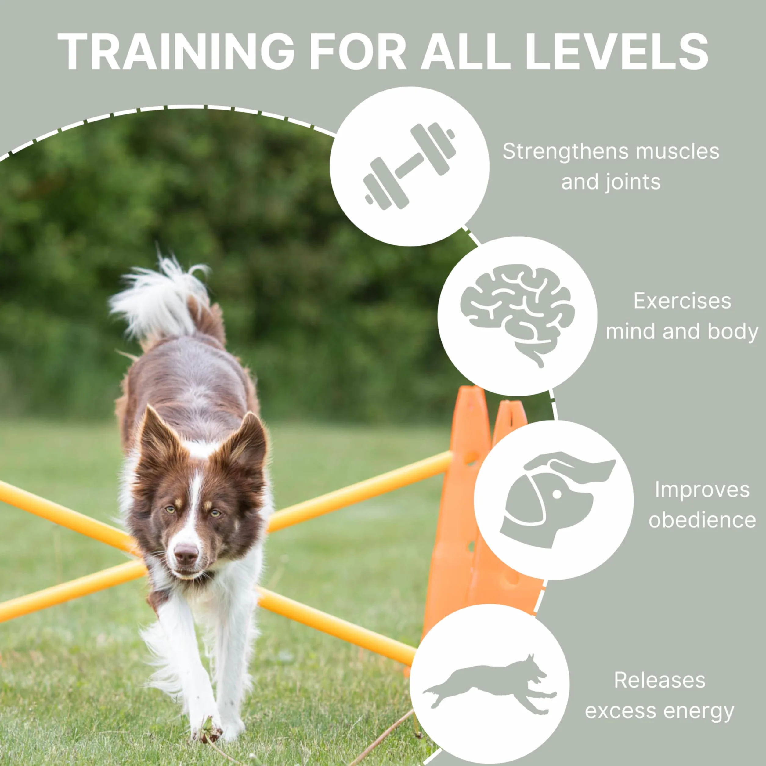 Trixie Zestaw przeszkód dla psów do agility, regulowana wysokość, 6 pachołków, 3 drążki
