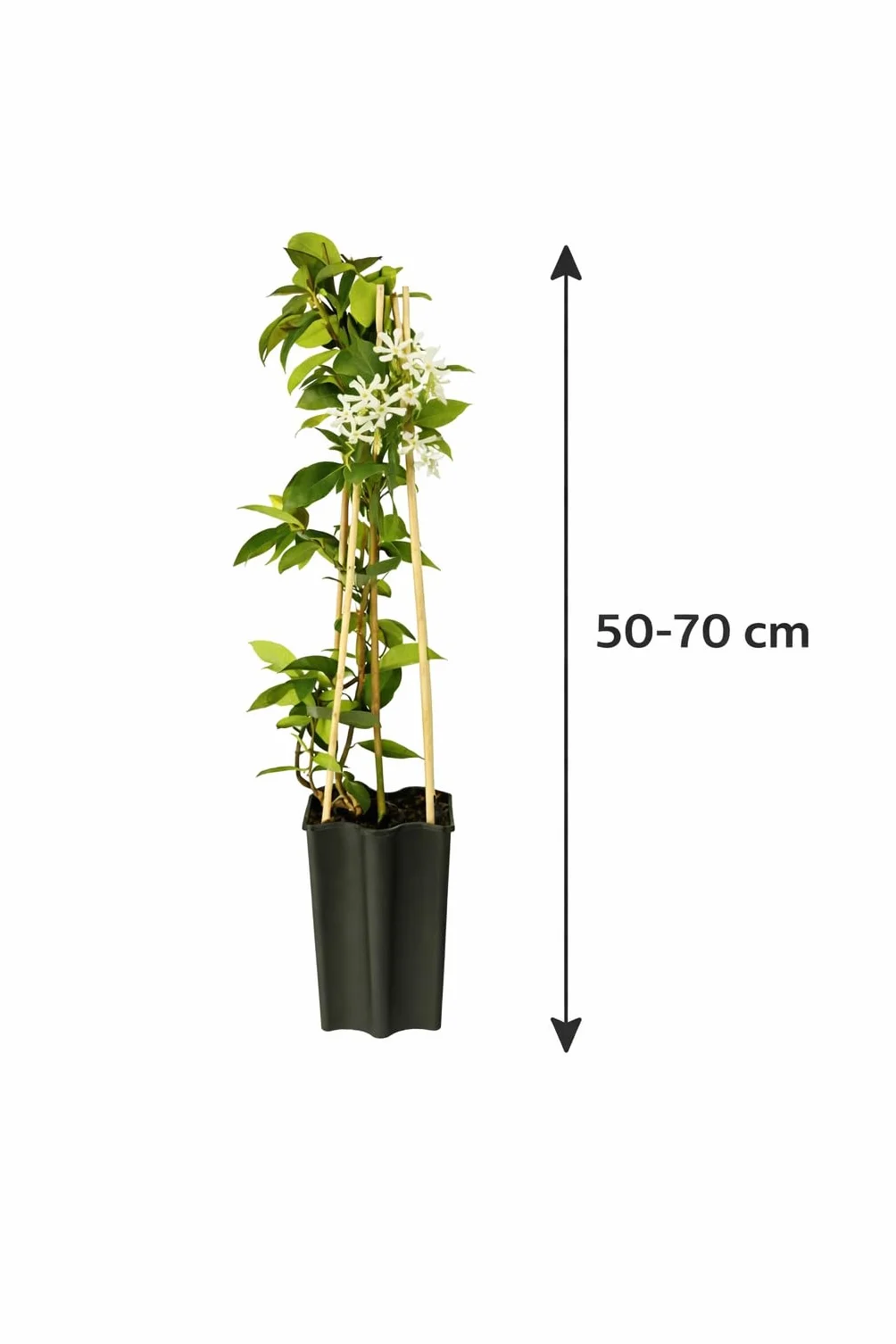 Jaśmin gwiazdowy (Trachelospermum jasminoides) 50–70 cm – zimozielony, mrozoodporny i silnie pachnący | jaśmin zapachowy, roślina pnąca