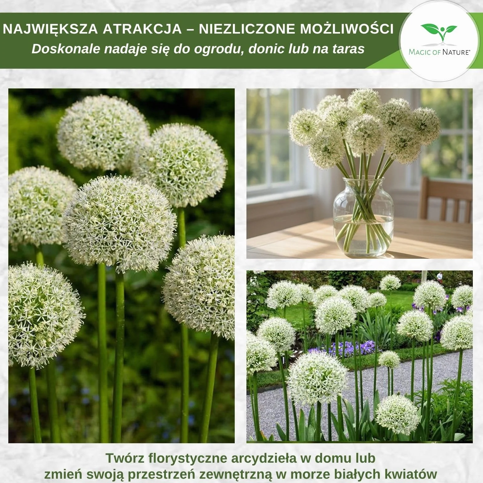Magic of Nature Nasiona Czosnku Olbrzymiego (30 szt.) Allium giganteum, mrozoodporny i wieloletni - białe kwiaty do 150cm do Twojego ogrodu