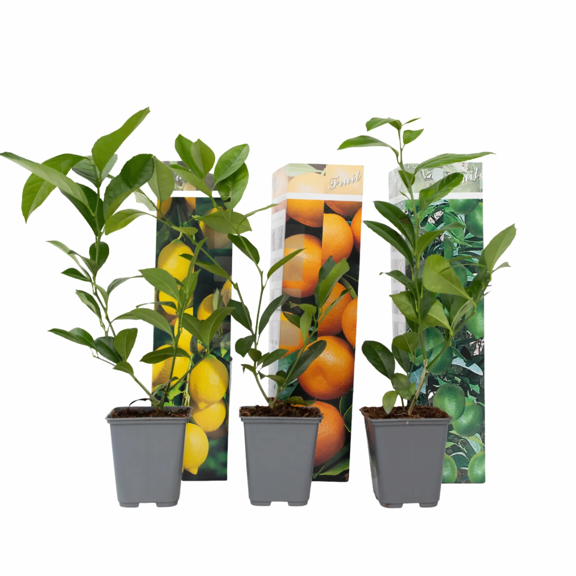 Plant in a Box - Zestaw 3 Drzewek Cytrusowych - Cytryna, pomarańcza, limonka - Rośliny Owocowe - Doniczka 9cm - Wysokość 25-40cm
