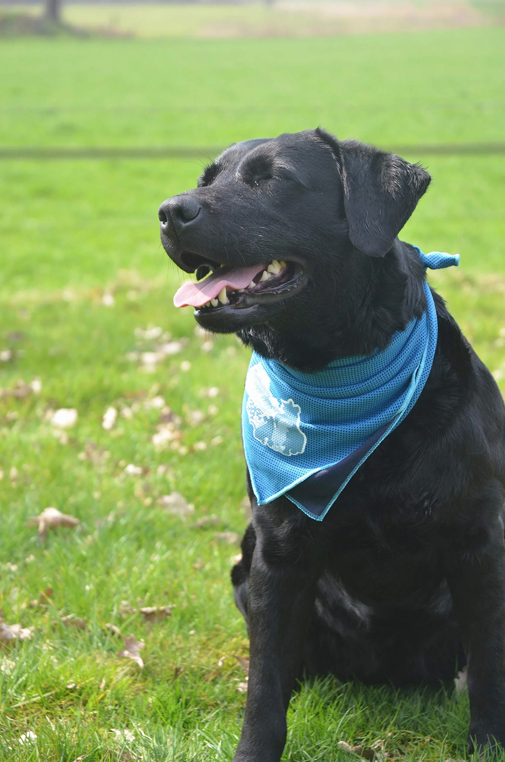 Coolpets - Bandana - mała - 30 x 30 cm - 1 sztuka