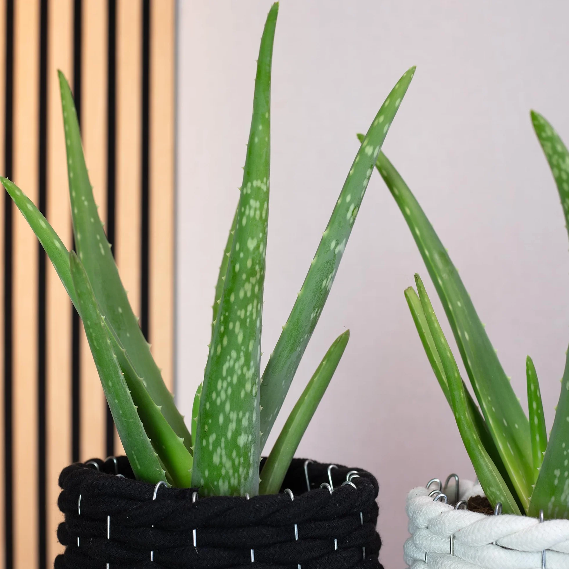 Zestaw 2 prawdziwych aloesów – łatwa w pielęgnacji roślina pokojowa, aloes zwyczajny – wysokość ok. 40 cm, średnica doniczki 12 cm