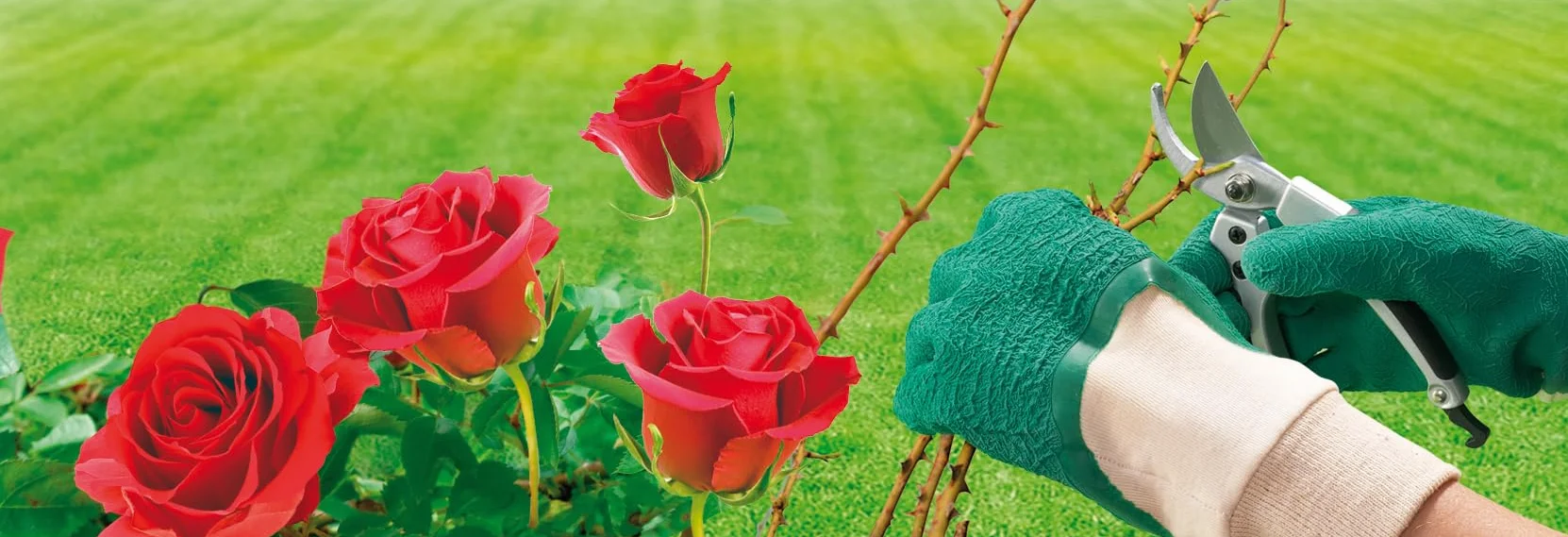 Spontex Rose Protect rękawice ogrodowe, bardzo wytrzymałe, na kolce i żywopłoty, z powłoką z naturalnego lateksu, rozmiar S, 1 para