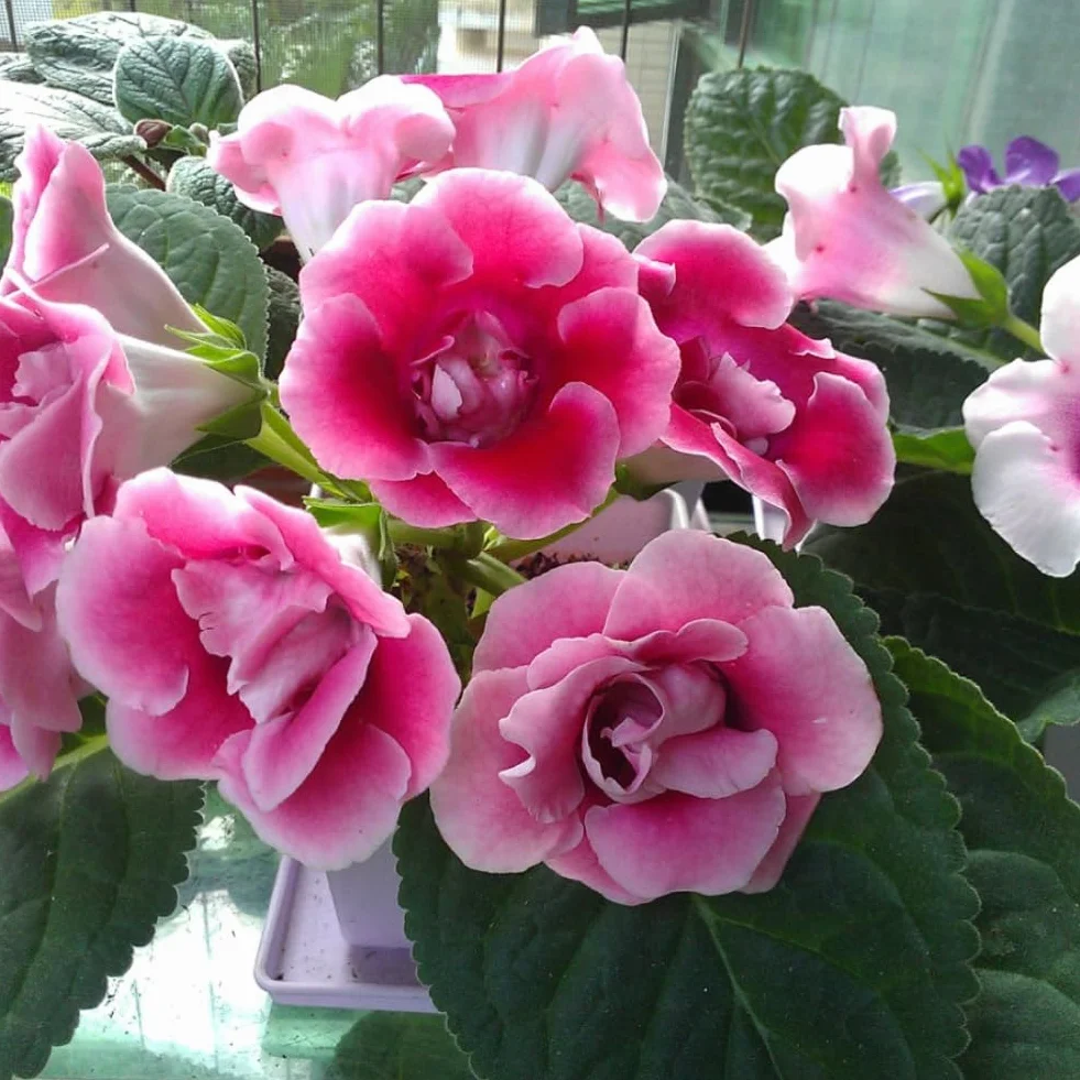 120 Sztuk Mieszane Gloksynia Calibrachoa Petunia Nasiona Kwiatów Ogród Yard Roślina Bonsai Kwiat Drzewo Owocowe Nasiona Warzyw Nasiona gloksynii 120pcs