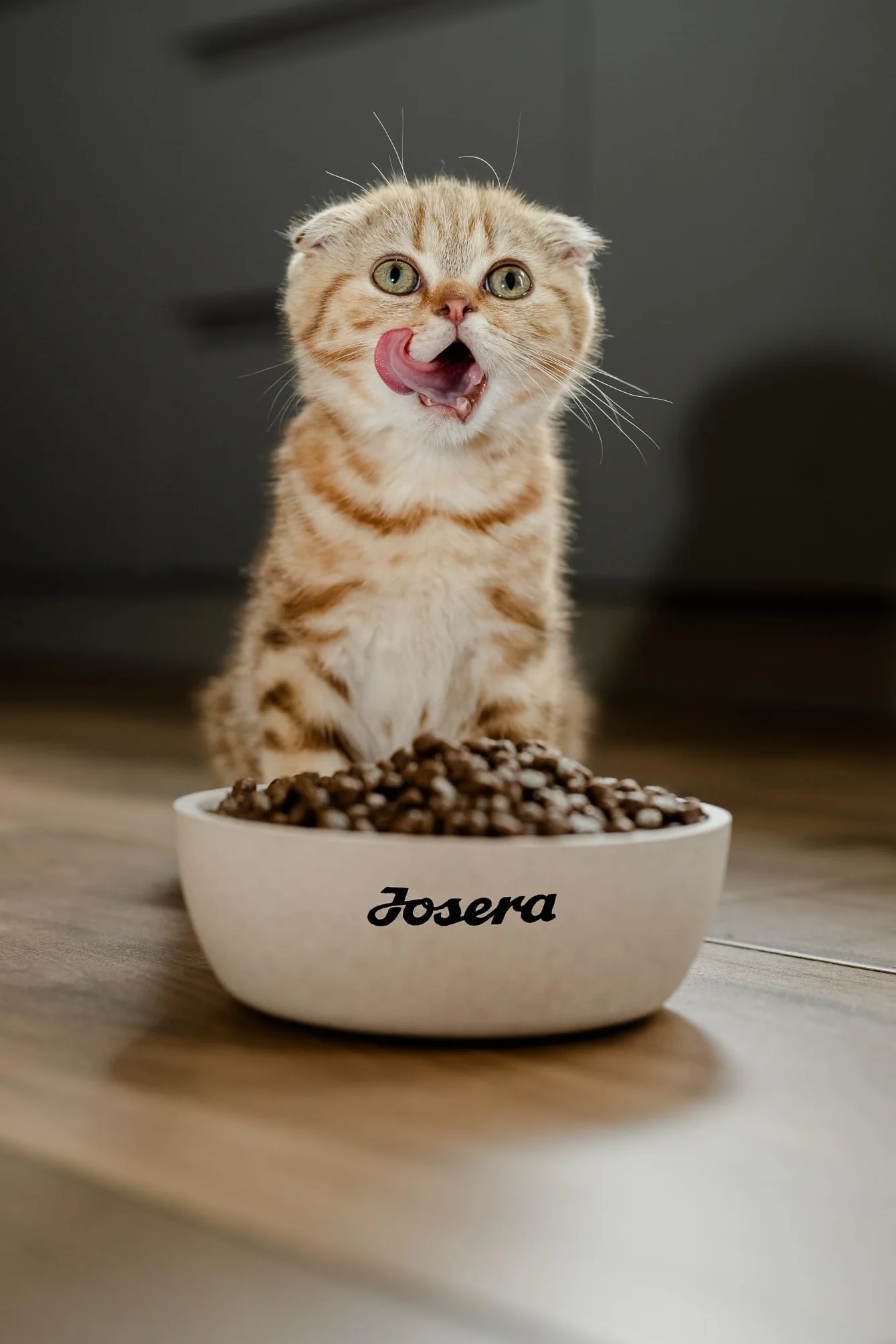 JosiCat Kitten (1 x 1,9 kg) | sucha karma premium dla rosnących kotów | sucha karma dla kotów | Powered by JOSERA