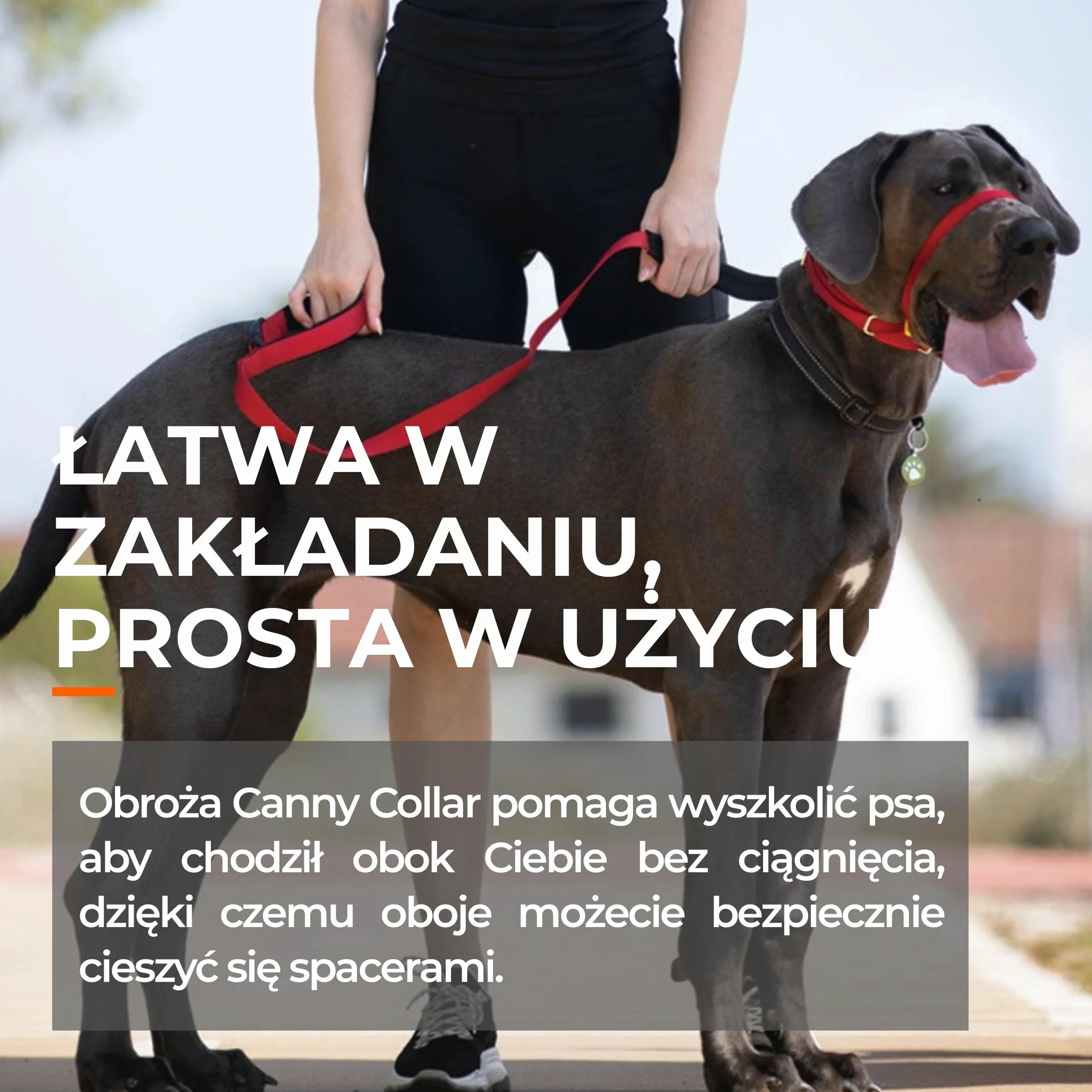 Canny Collar – Obroża Treningowa Przeciw Ciągnięciu | Kantar na Głowę, Uczy Chodzenia na Luźnej Smyczy | Spokojne, Bezstresowe Spacery | Czarna, Rozmiar 2