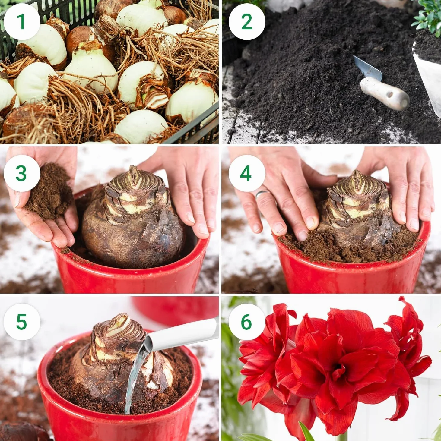 Cebula Amarylis Red Lion, 1 cebula kwiatowa w dużym formacie 26/30, ekskluzywna rośliny i kwiaty z Holandii, prawdziwe hippeastrum (bez nasion, wosku i nie sztuczne)