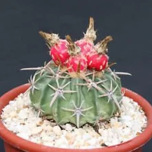 Echinocactus texensis Cavallo crippler Ferocactus cactus seme raro cactus 30 SEMI