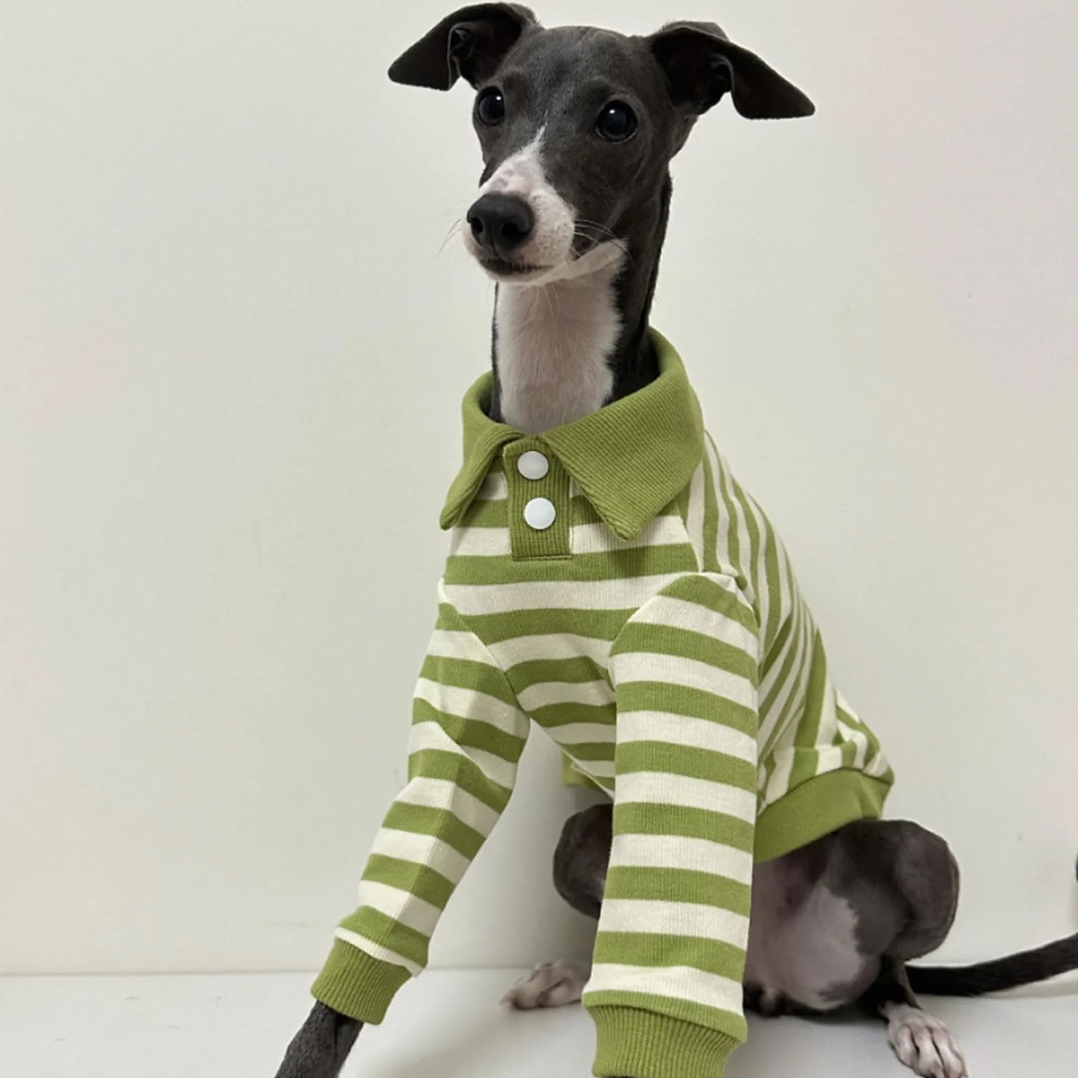 Sweter koszulka polo dla charta włoskiego whippet Bedlington Terrier zielono-białe paski długie rękawy