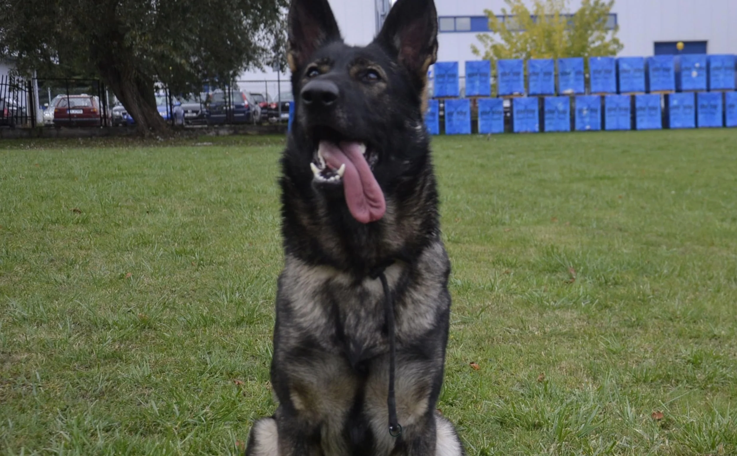 Dingo Gear Obroża treningowa dla psów, pleciona polipropylenowa, rozmiar M czarna