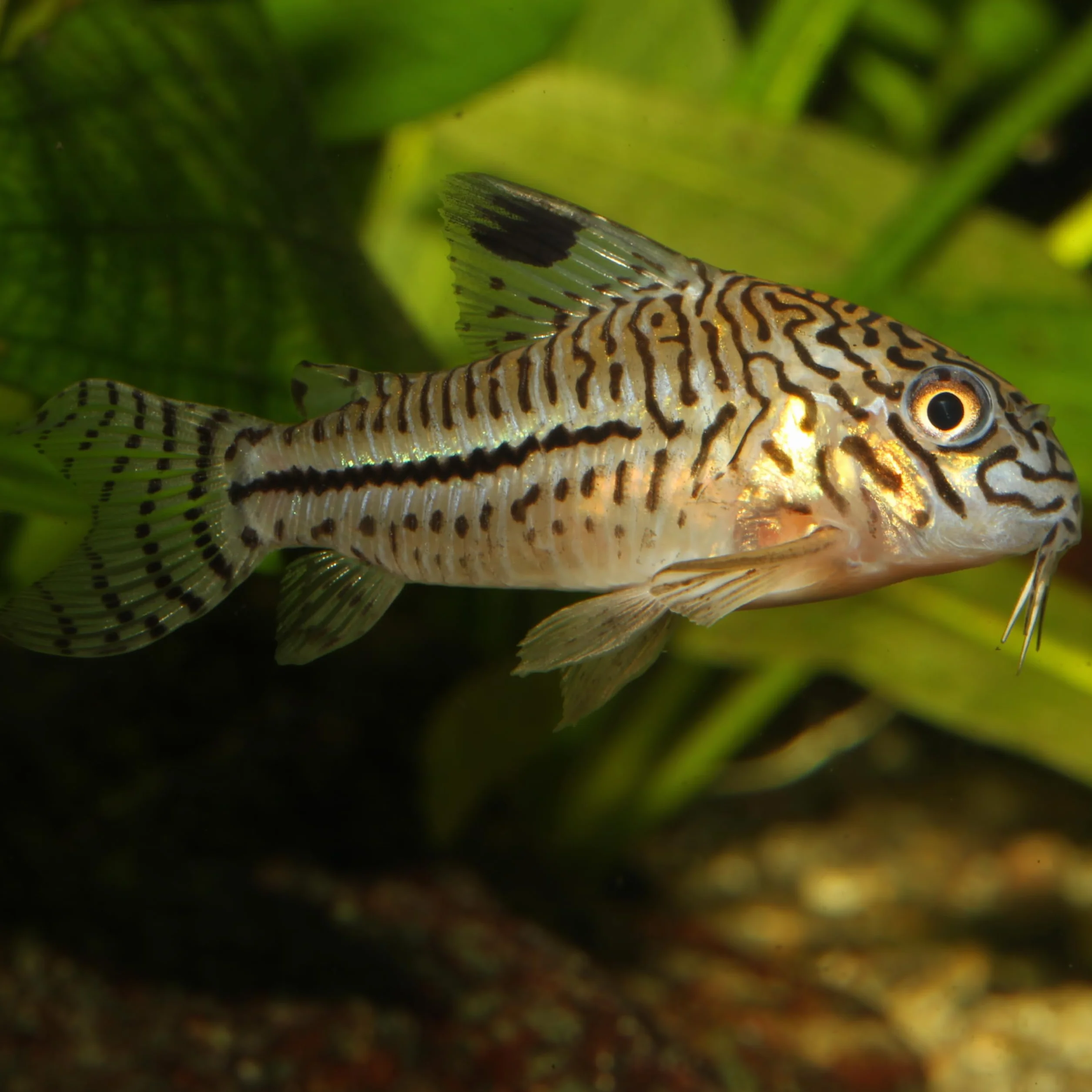 JBL PRONOVO CORYDORAS TAB Główna karma dla pancernych światów 1-20 cm, tabletki, rozmiar M, 100 ml
