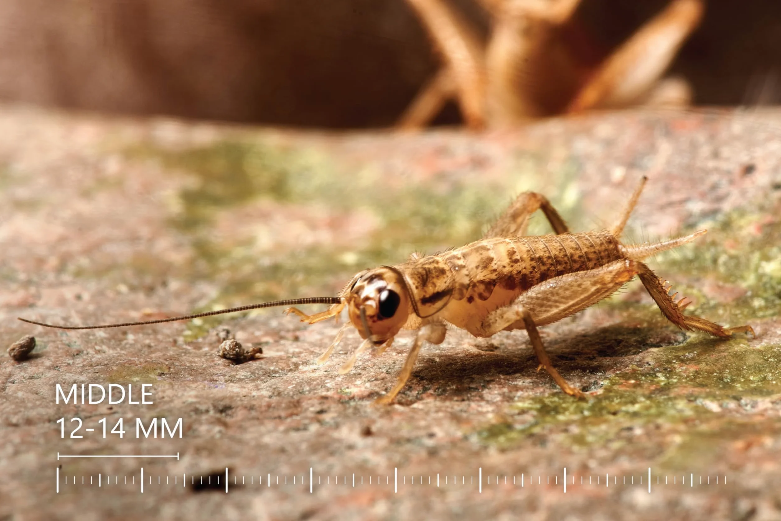Żywe świerszcze domowe rozmiar 1 (3–5 mm) mikro 150 szt. karmowe wylęg