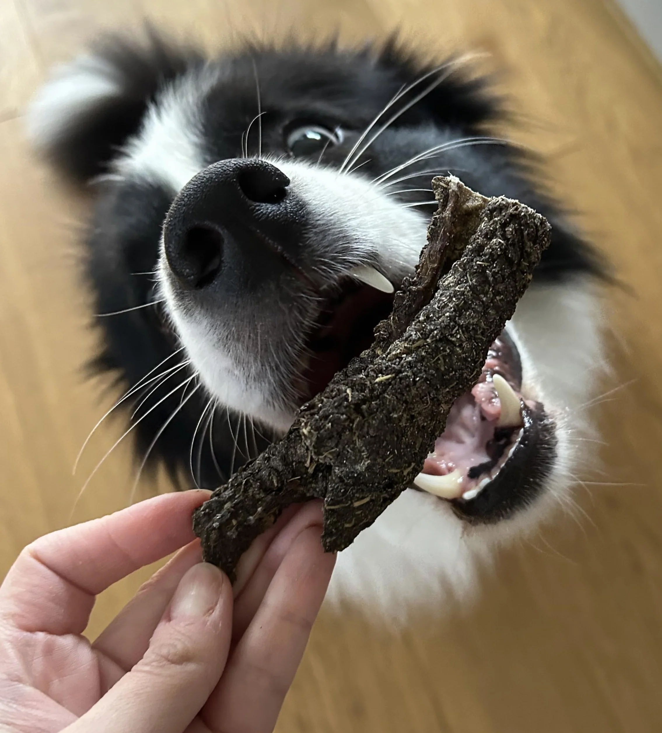 Suszone żwacze wołowe dla psów, (15–20 cm) – naturalne gryzaki dla psa 100% wołowina, bez dodatków i zbóż, hipoalergiczne przysmaki dla psa, dentystyczne, treningowe (1kg)