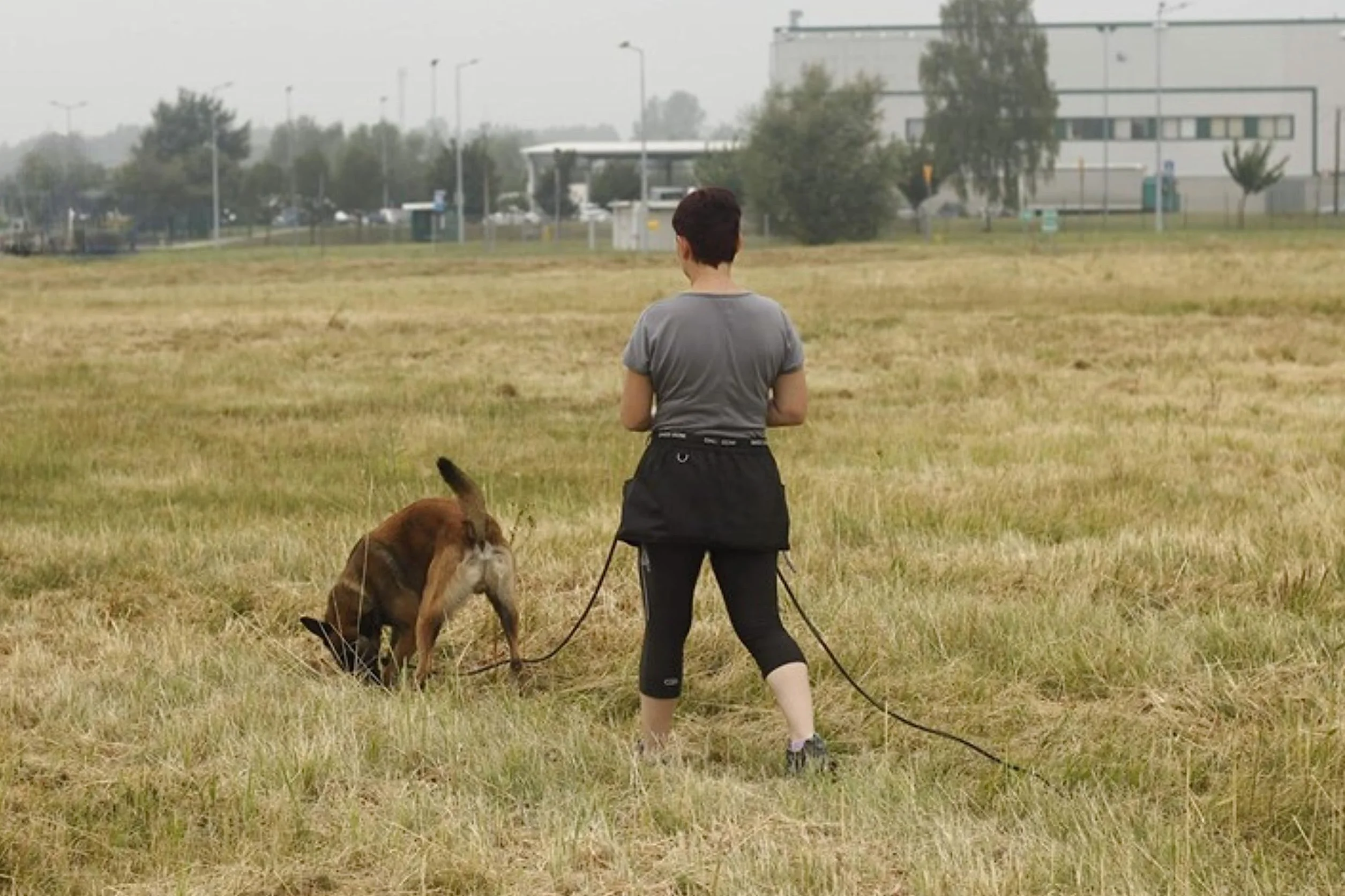 Dingo Gear K9 pas treningowy, odzież robocza, Agility Trainer, pomocnik Ipo pies sportowy