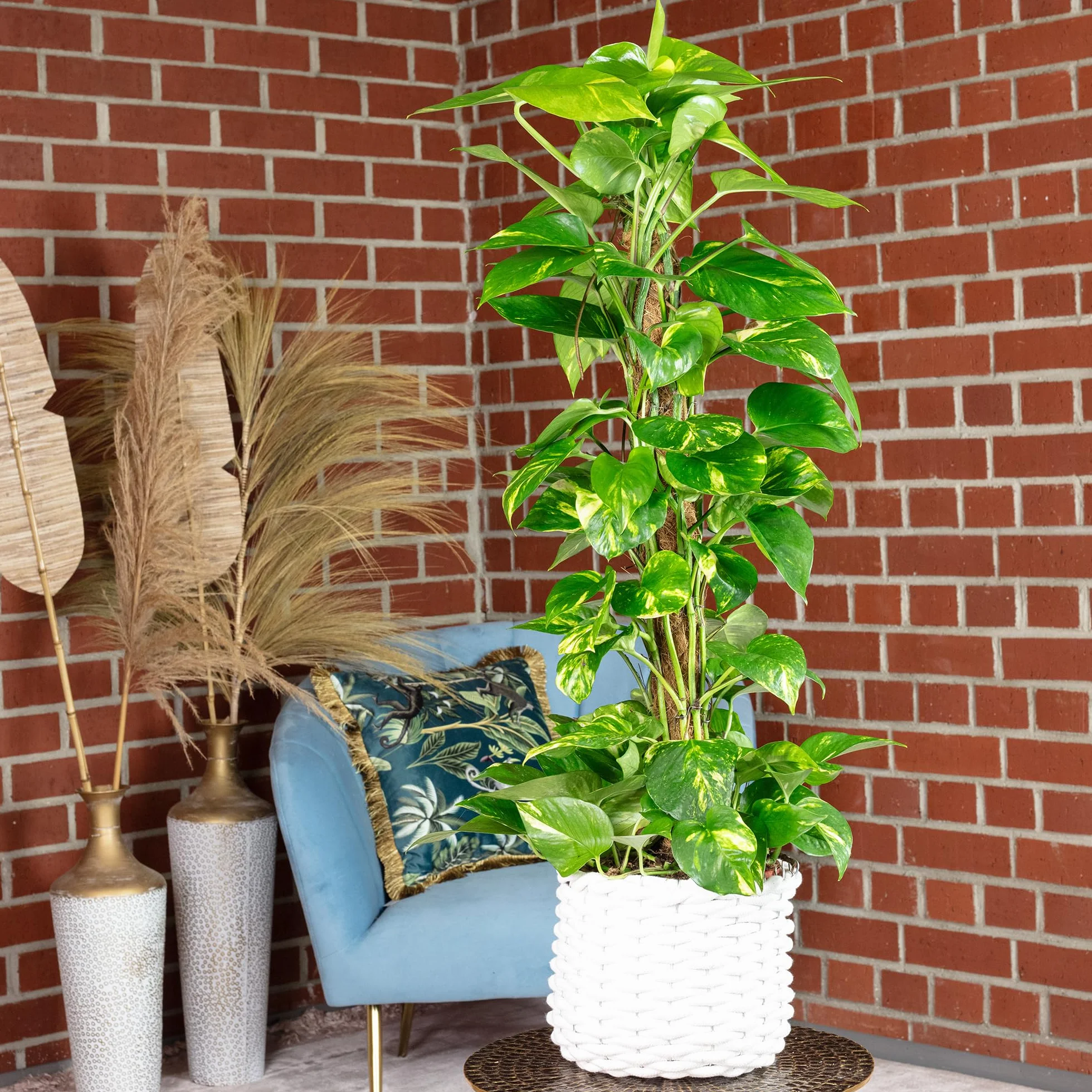 Bluszcz na mchu - łatwa w pielęgnacji roślina doniczkowa, Epipremnum aureum - wysokość ok. 80–20 cm, doniczka Ø 19 cm