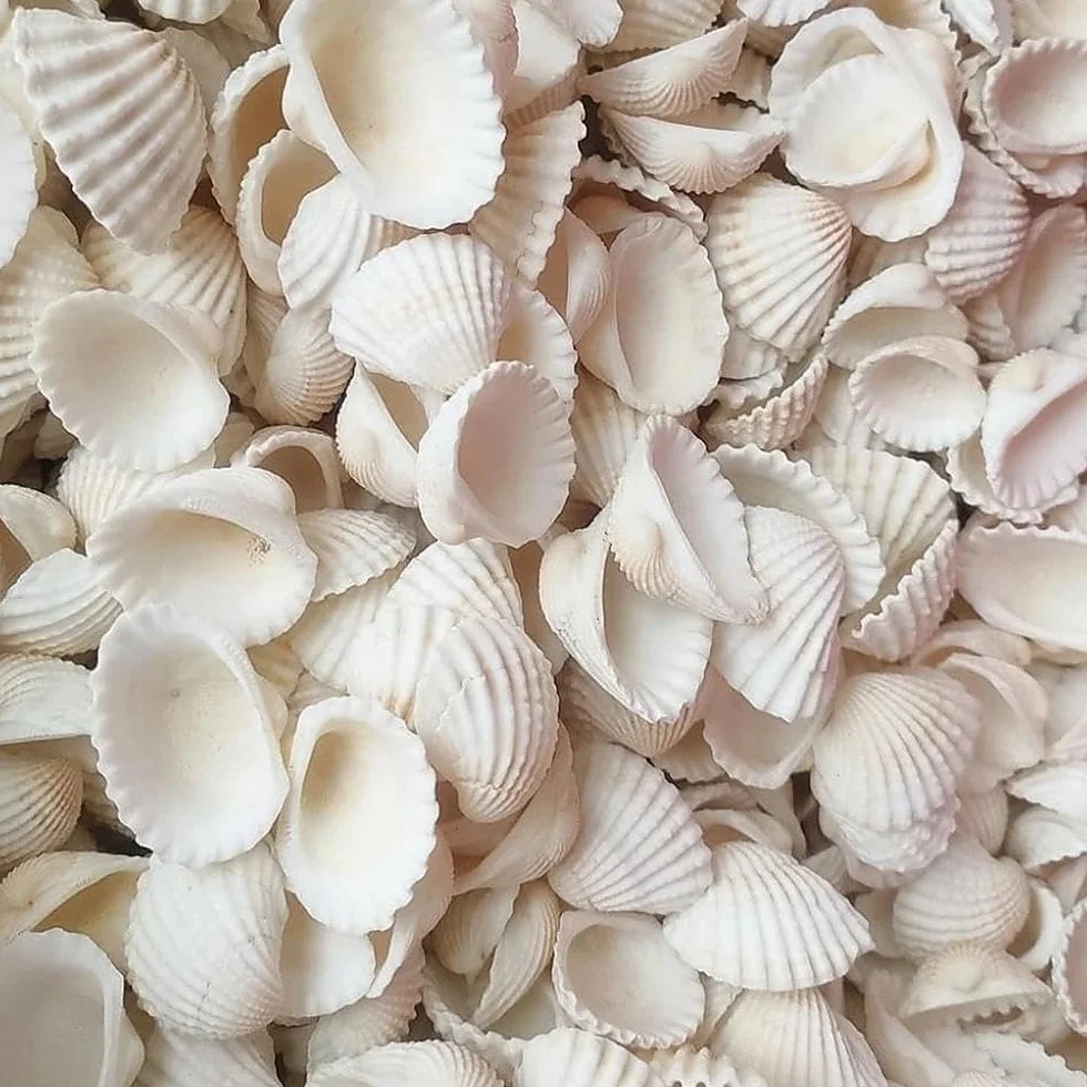 Białe muszle do majsterkowania, 280g, 20-35 mm, krążki muszli, wypełnianie wazonów, muszle, białe, nadają się na imprezy plażowe, dekoracje ślubne, akwaria i do produkcji biżuterii