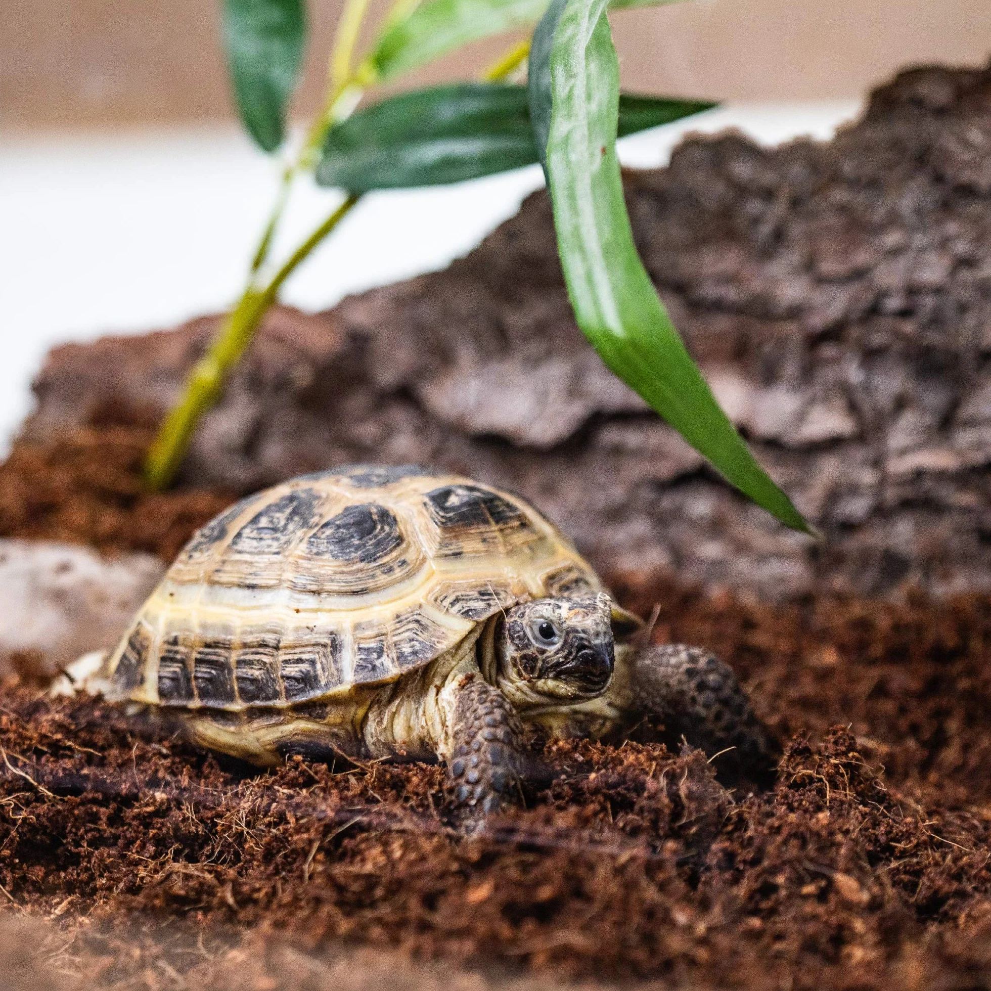 Podłoże terrarium ziemia kokosowa sucha 20 l worek dla gadów