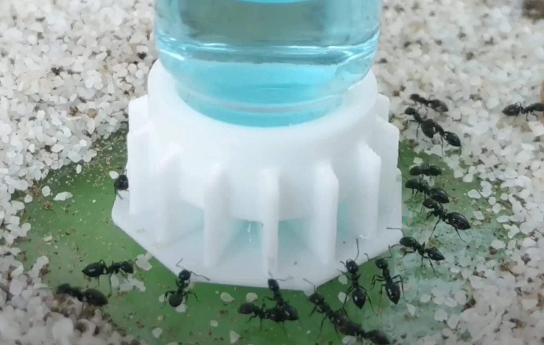 Blue Sugar 50 ml Super pokarm dla mrówek Nektar spożywczy