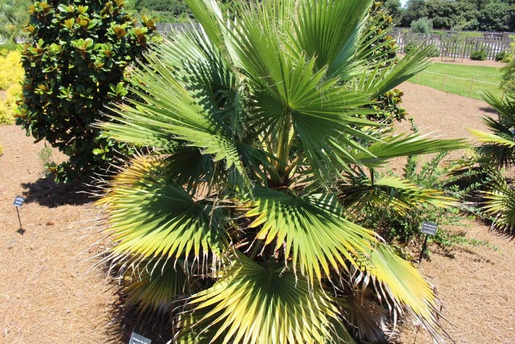 10 nasion palmy Washingtonia Filifera