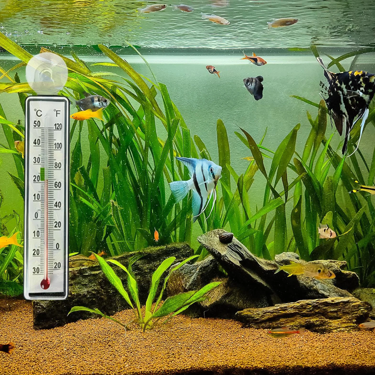 Termometr do Akwarium - Monitor Temperatury w Terrarium - Antykolizyjny Termometr Z Przyssawką Dla Terrarium Gadów Akwarium Gotowania Warzenia I Pieczenia