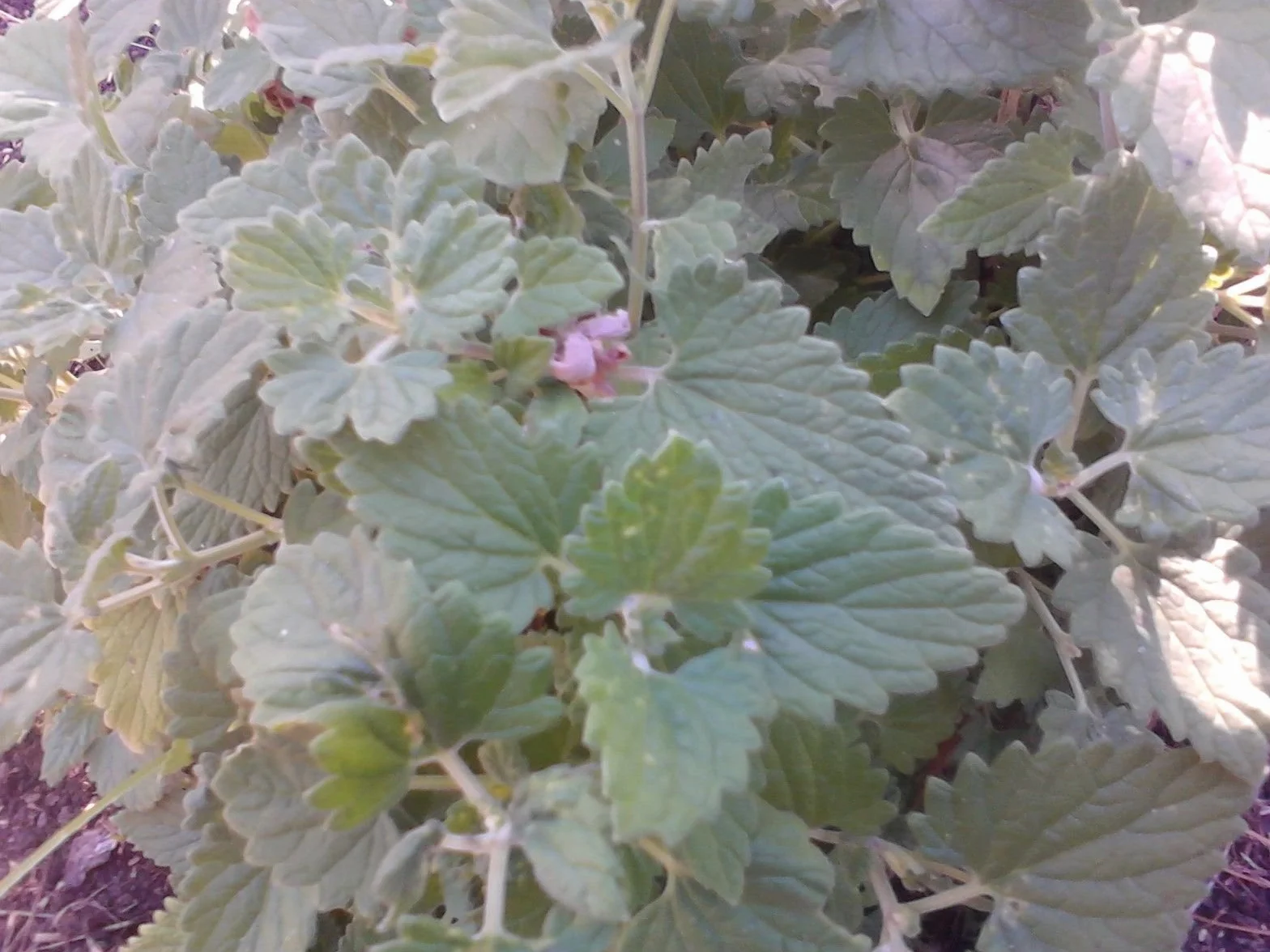 Nepeta Cataria (Catmint/Catnip) 2500 Seeds