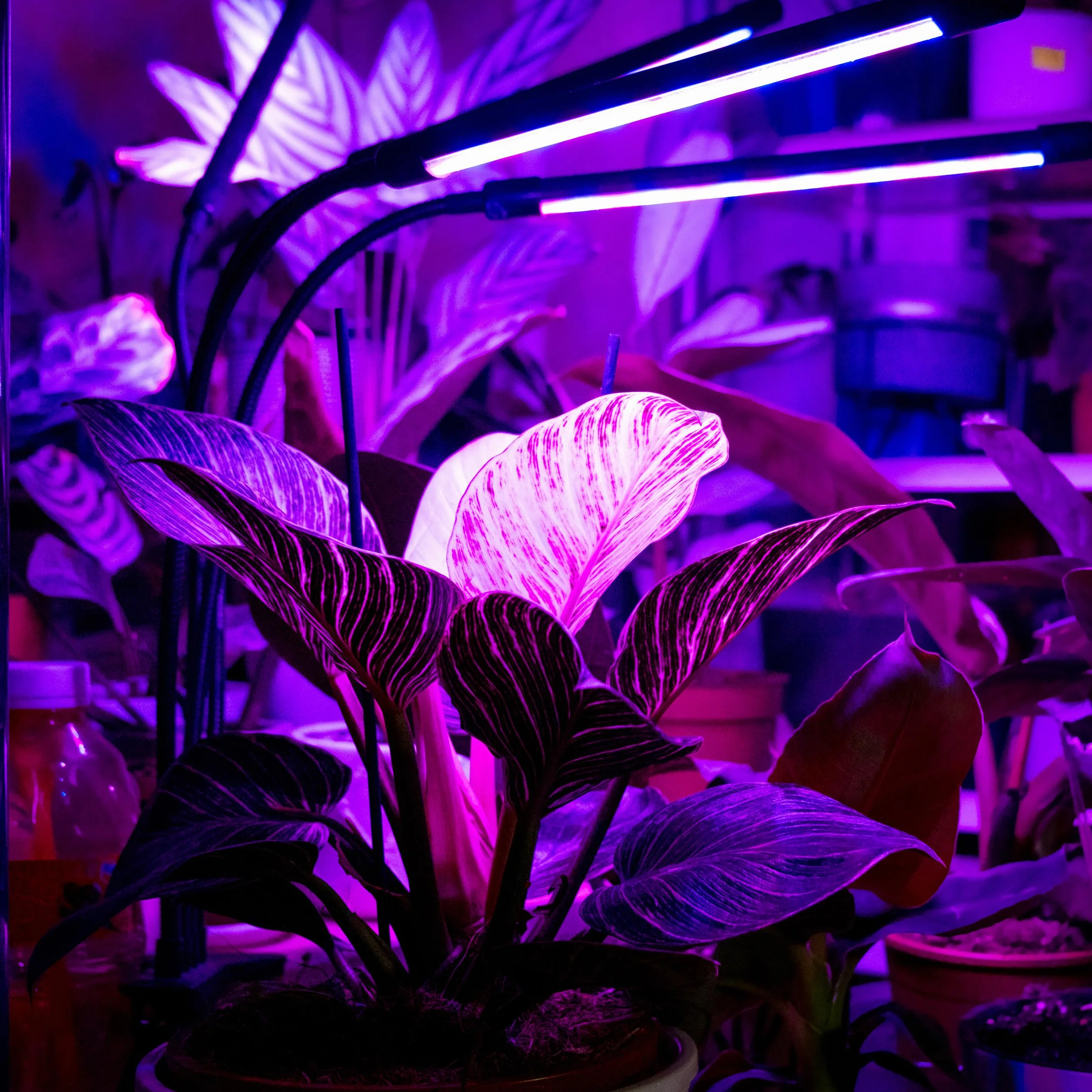 Retoo Lampa LED z pełnym spektrum światła, lampa biurkowa do szklarni i roślin pokojowych, 60 diod LED, pilot zdalnego sterowania, sterowanie wierszem, światło do wzrostu z timerem