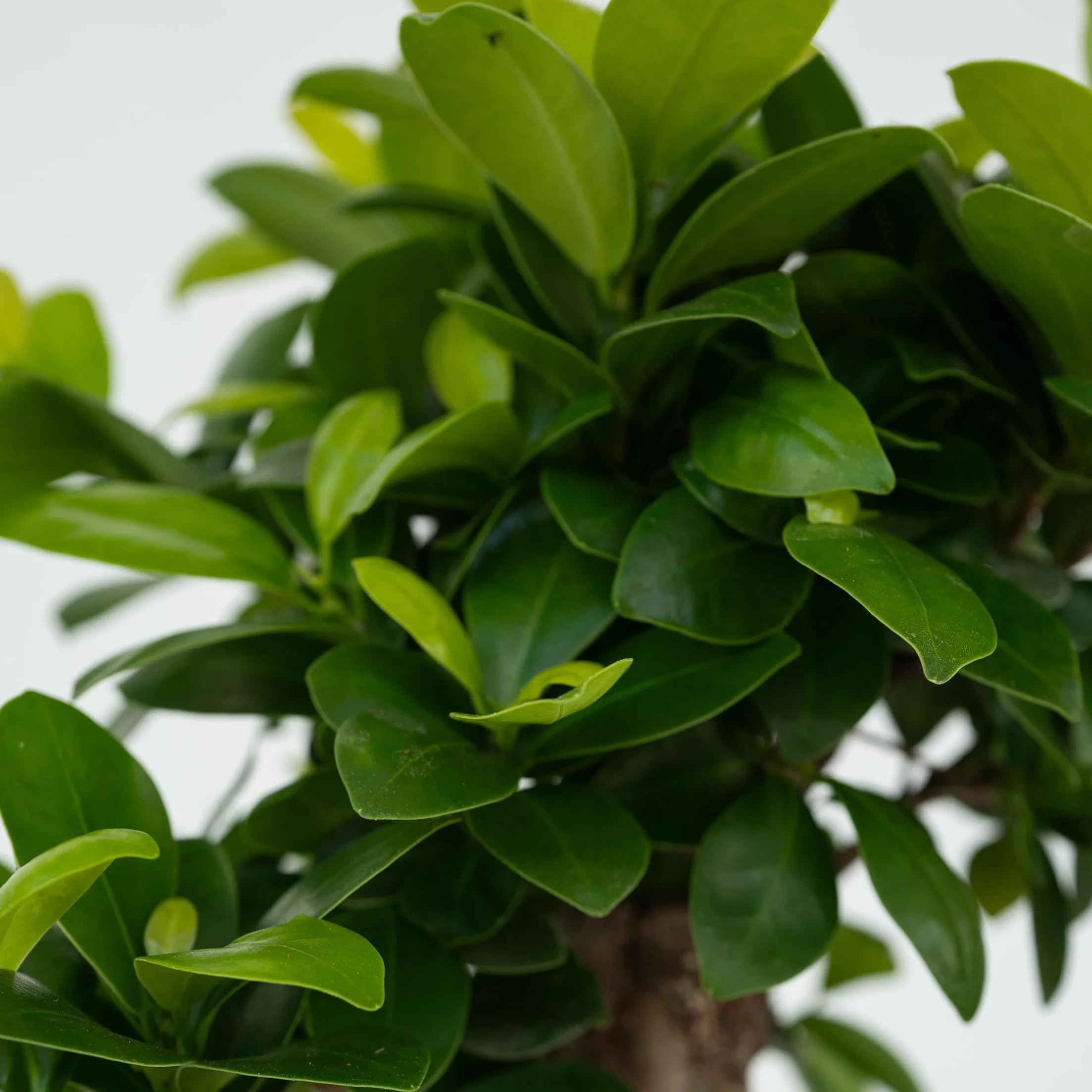 Plant in a Box - Ficus Ginseng - Drzewko Bonsai - Doniczka 12cm - Wysokość 30-40cm - Rośliny domowe