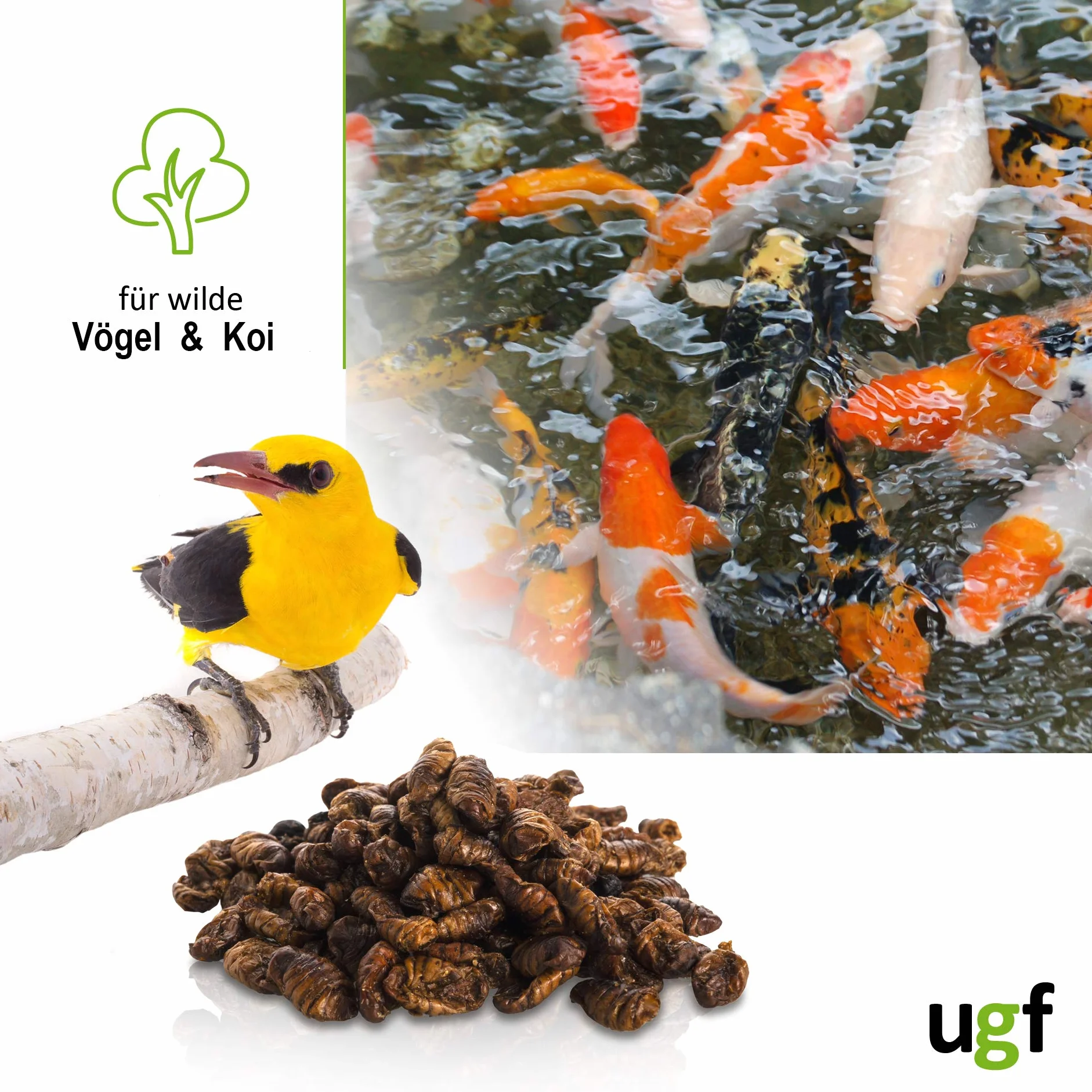 UGF Suszone jedwabniki Koi 800 g w wiadrze 3-litrowym pokarm dla ryb stawowych