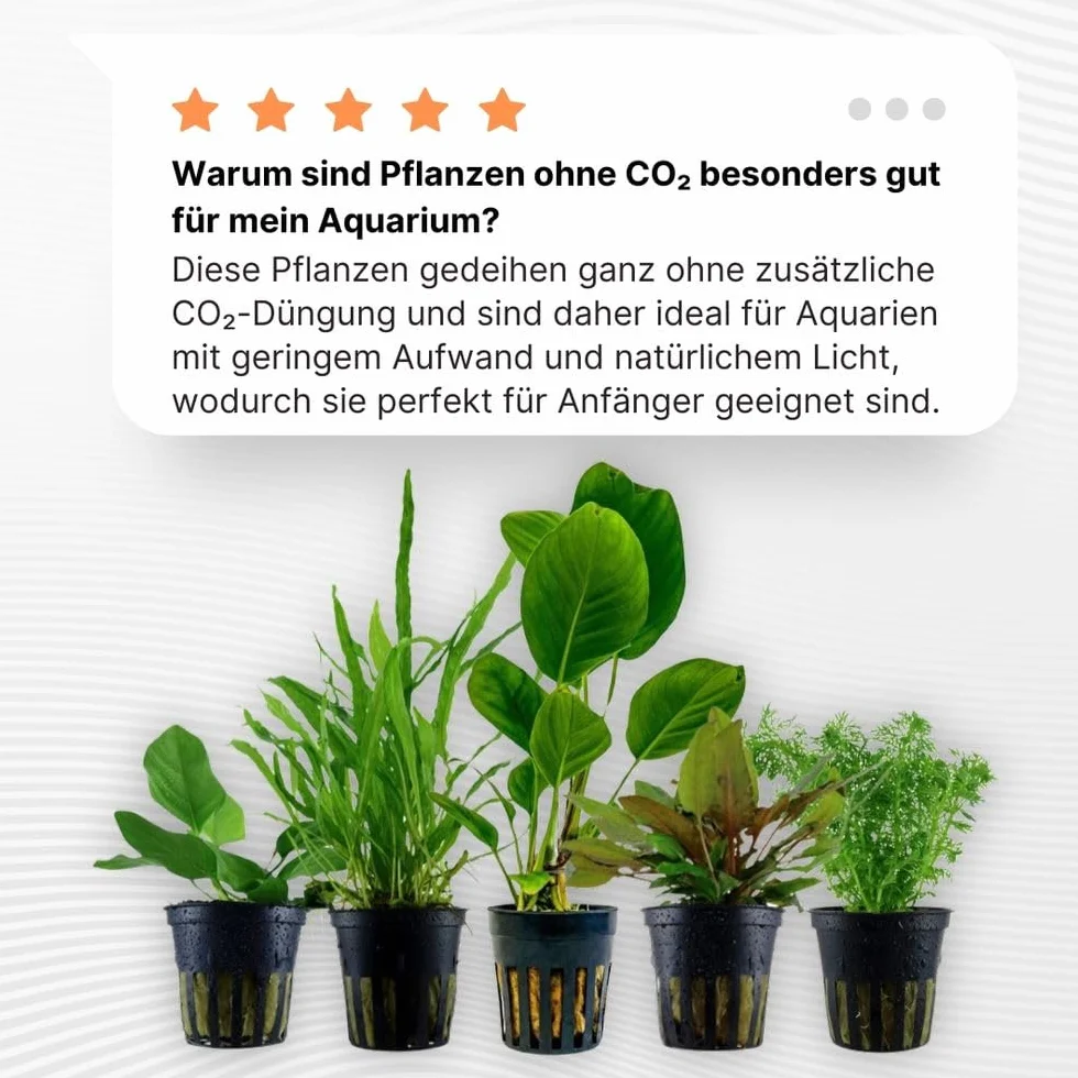 AquaOne Rośliny akwariowe Anubias Microsorum Cryptocoryne Limnophila zestaw łatwe w pielęgnacji rośliny wodne