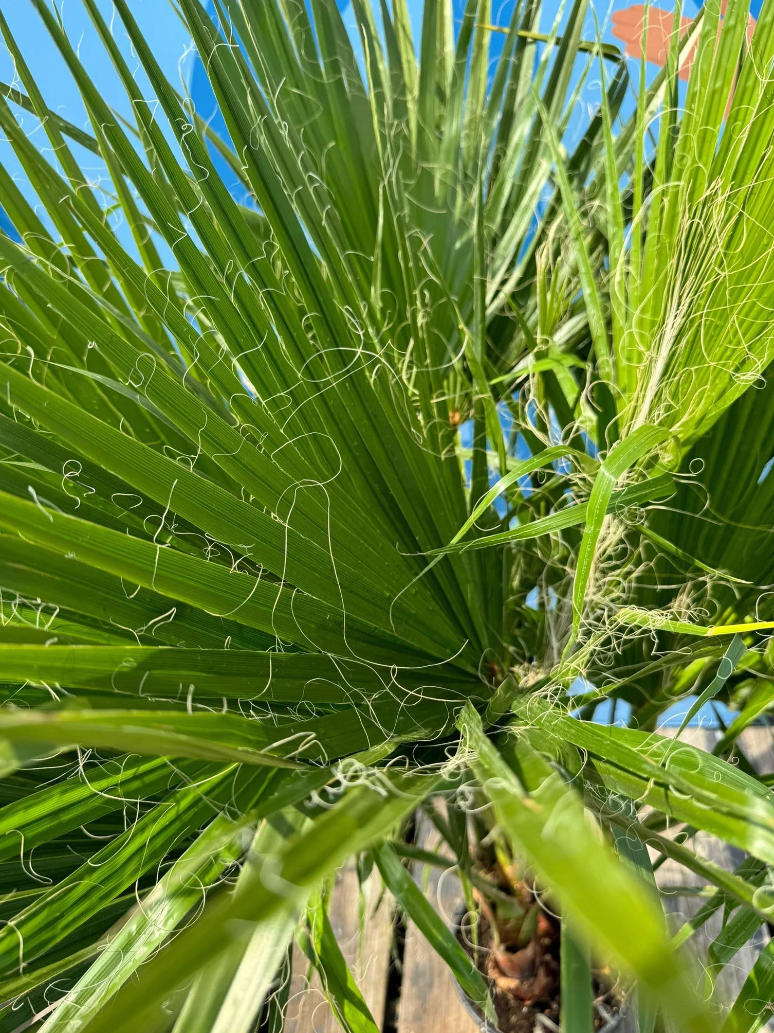 Sunny Tree - Palma - Washingtonia Robusta - multi-pień - 140-160 cm wraz z doniczką - meksykańska palma wachlarzowa