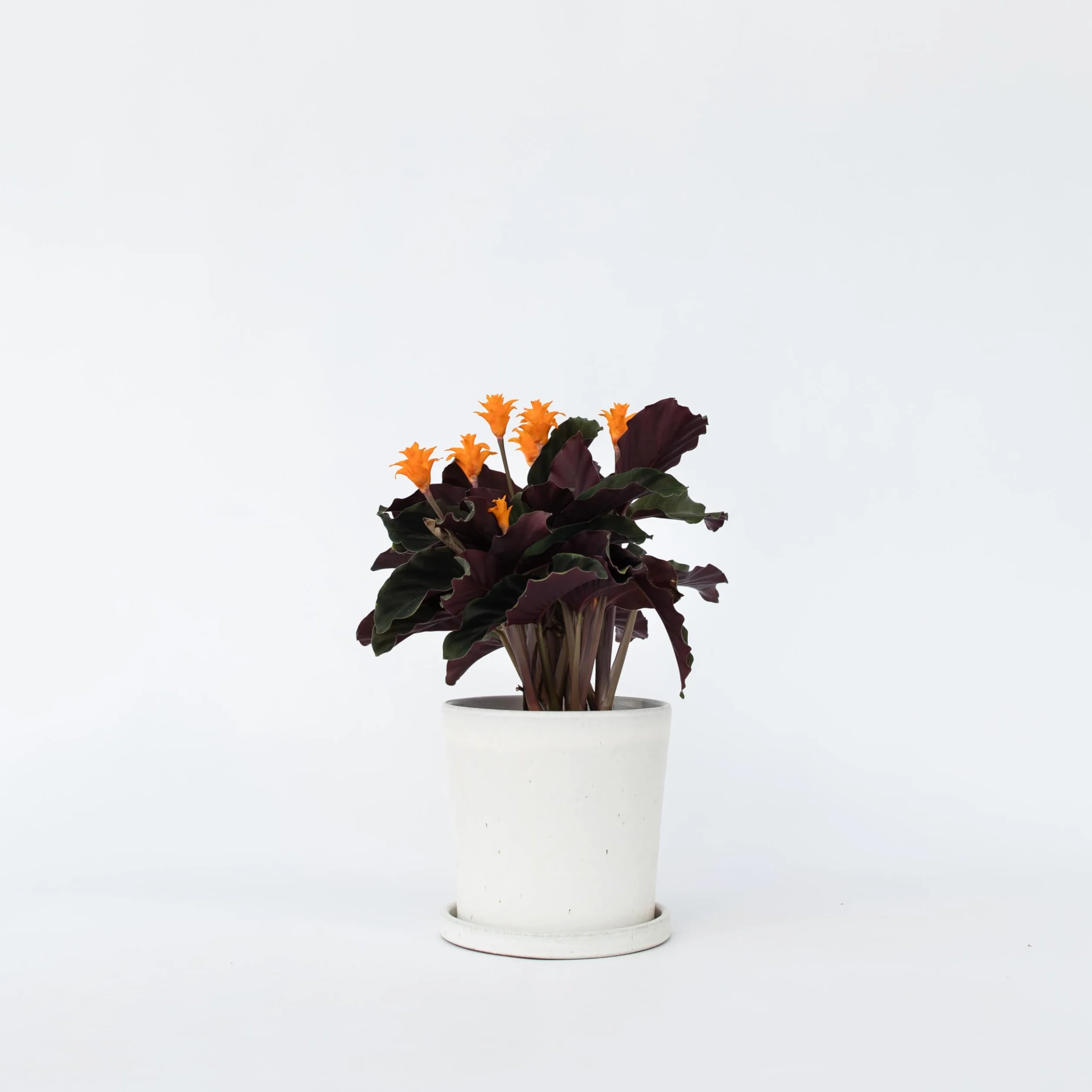 Plant in a Box - Calathea Crocata - Kalatea żółtokwiatowa - Doniczka 14 cm - Wysokość 40-50 cm - Roślina domowa oczyszczająca powietrze - Piękne liście