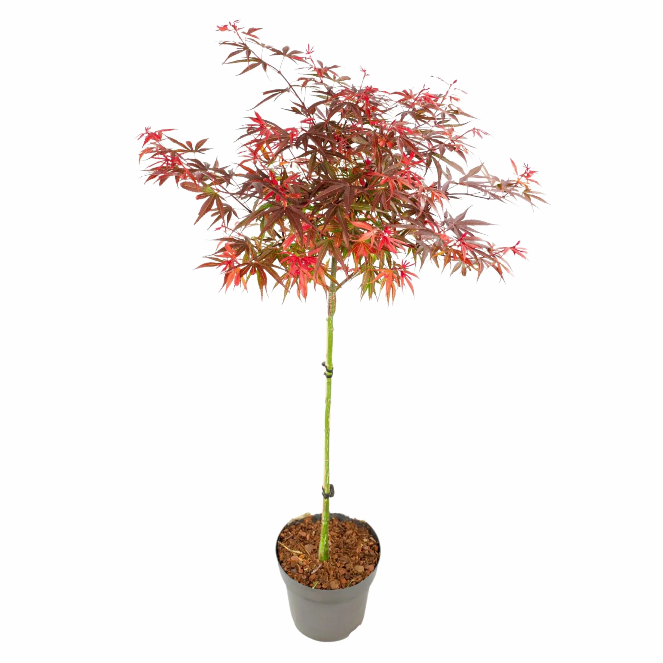 Plant in a Box - Klon Japoński na pniu 'Shaina' - Zmienia kolory liści - Doniczka 19cm - Wysokość 80-90cm