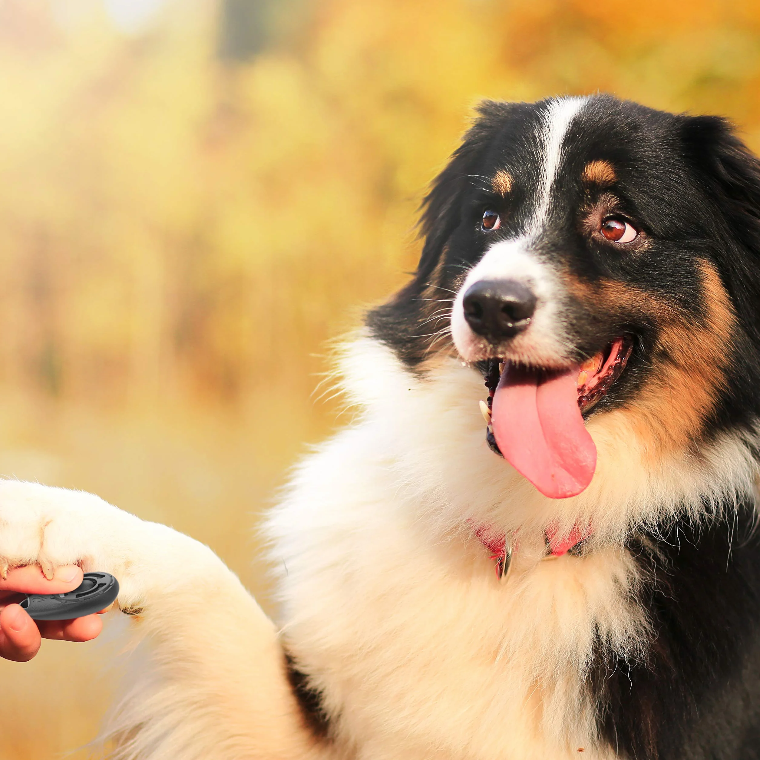 TruePets® Clicker Doog Clicker z elastycznym paskiem na rękę, z zatrzaskiem, idealnie nadaje się do edukacji psa, Clicker Doog (czarny/niebieski)