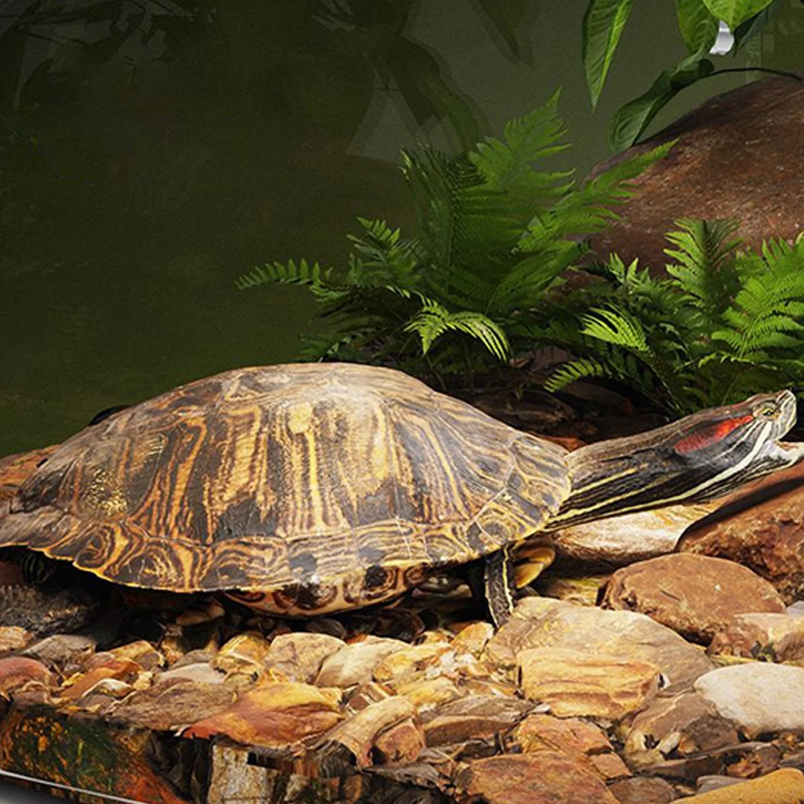 Turtle Basking Tank Topper z pokrywką nad zbiornikiem dla żółwia wodnego