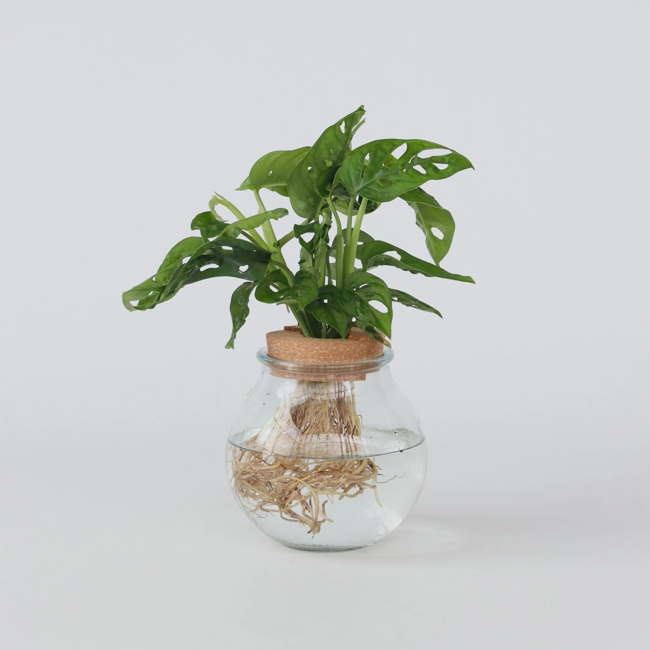 Plant in a Box - Monstera Monkey Mask w szkle - Dziurawa roślina - Hydroponika - Roślina doniczkowa w wodzie