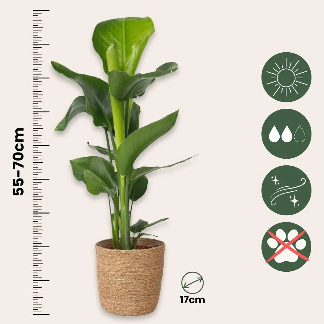Plant in a Box - Strelitzia Nicolai z Ozdobnym Koszykiem - Rajski Ptak - Doniczka 17cm - Wysokość 55-70cm - Roślina Domowa