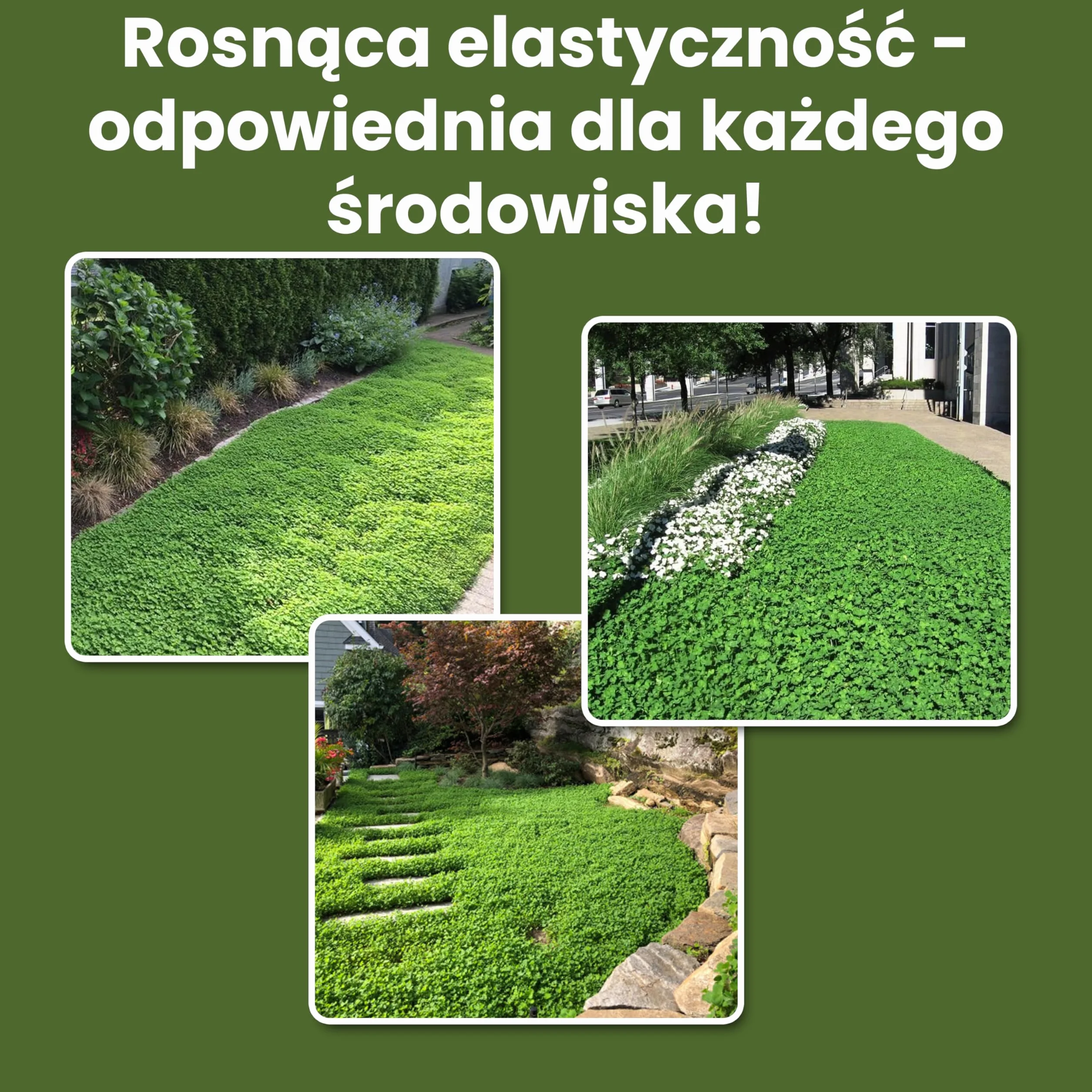 LERAVA® Nasiona niskiej koniczyny (50 m²) - Biała mikrokoniczyna na trawnik - Nie wymaga koszenia - Wiąże azot i poprawia glebę - Nasiona koniczyny z białymi kwiatami