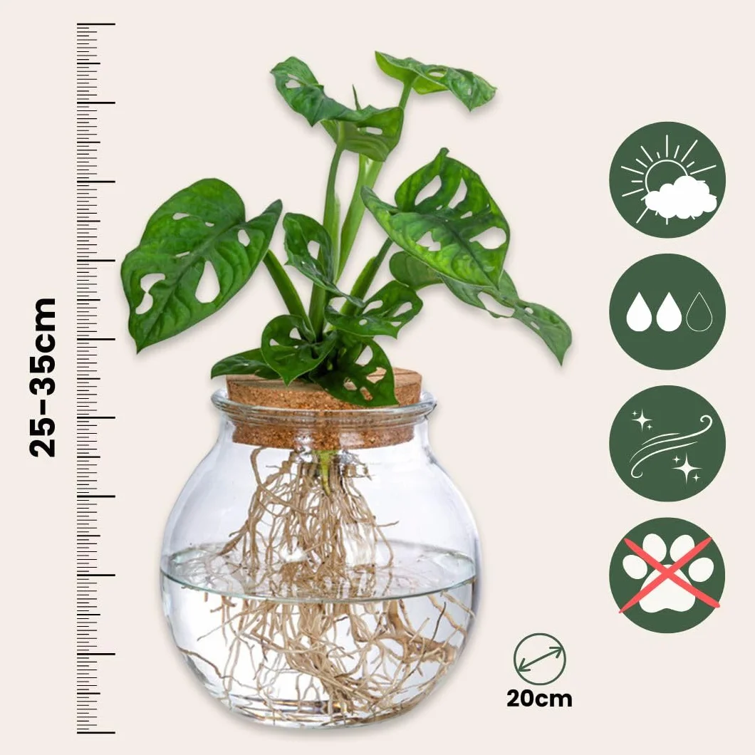 Plant in a Box - Monstera Monkey Mask w szkle - Dziurawa roślina - Hydroponika - Roślina doniczkowa w wodzie