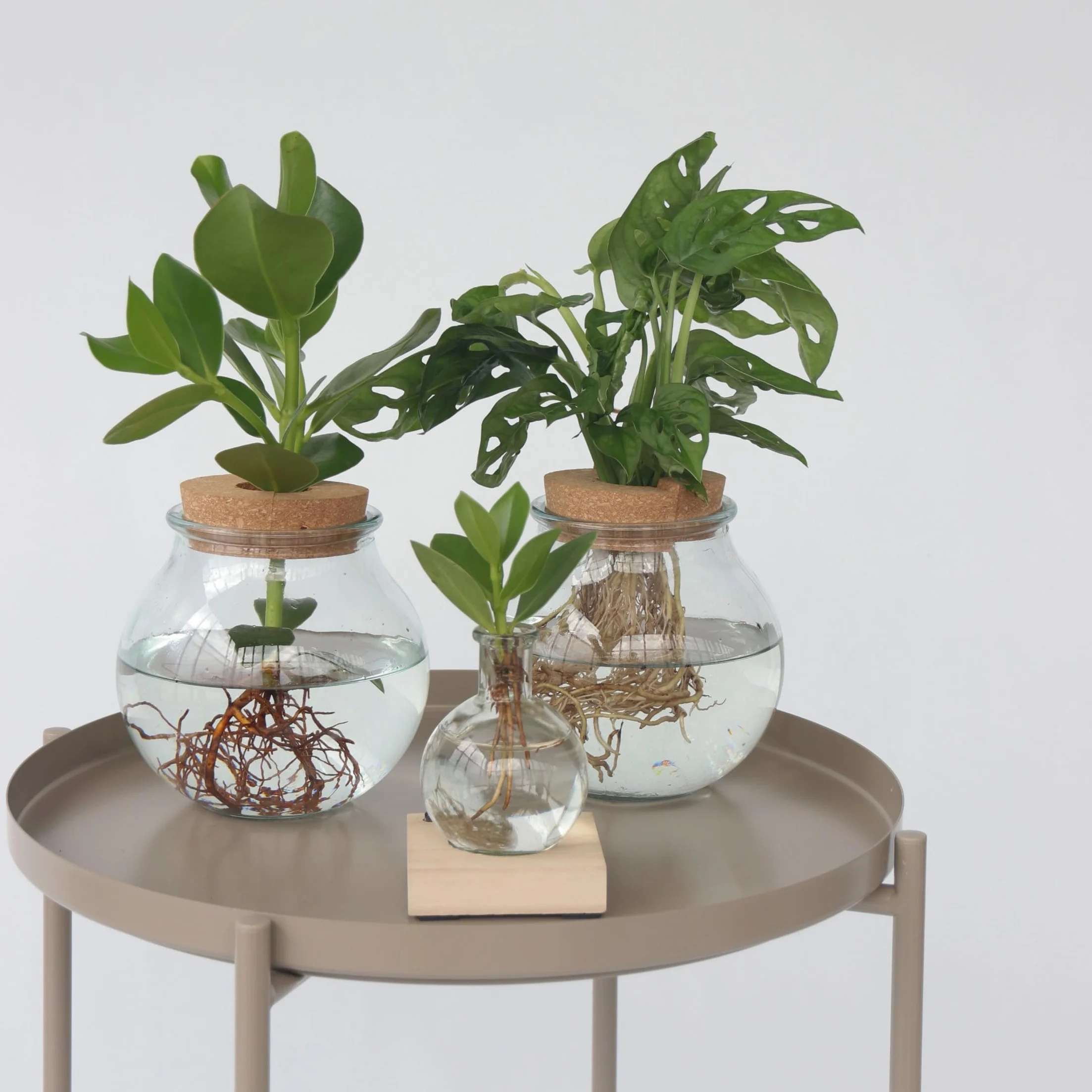 Plant in a Box - Monstera Monkey Mask w szkle - Dziurawa roślina - Hydroponika - Roślina doniczkowa w wodzie