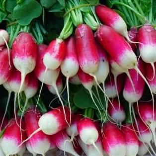 Osiemnaście dni nasiona rzodkiewki Raphanus sativus – super szybkie dojrzewanie, łagodny smak, odpowiednie na wiosnę i jesień, wszechstronne zastosowanie, idealne do tuneli i na świeżym