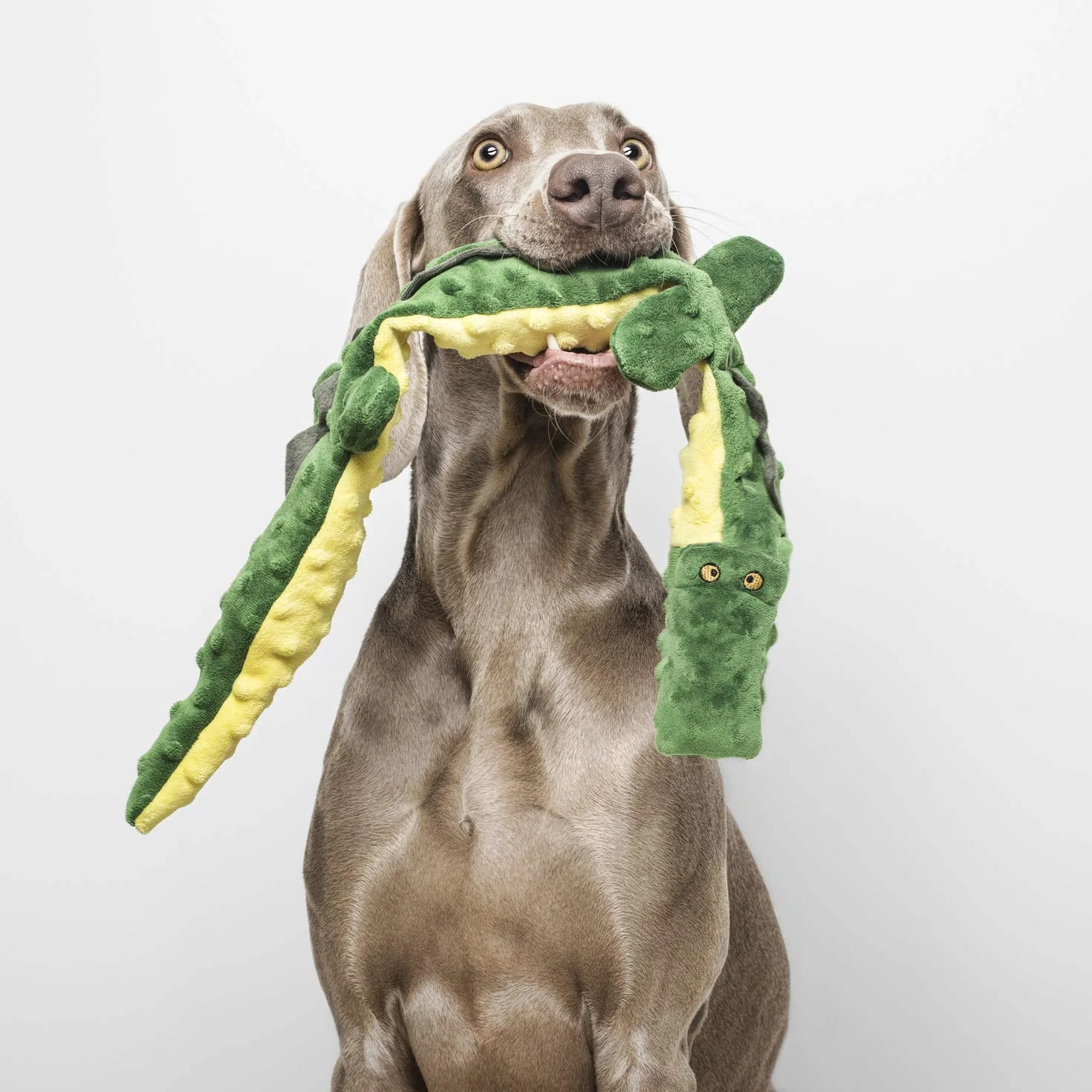 Teddy Dog GLORIA - Rozmiar 63 cm - pluszowy krokodyl DogMonsters - Zabawka dla psa - pluszak z dźwiękiem - miękka konsystencja - bardzo wytrzymały - Kolor zielony