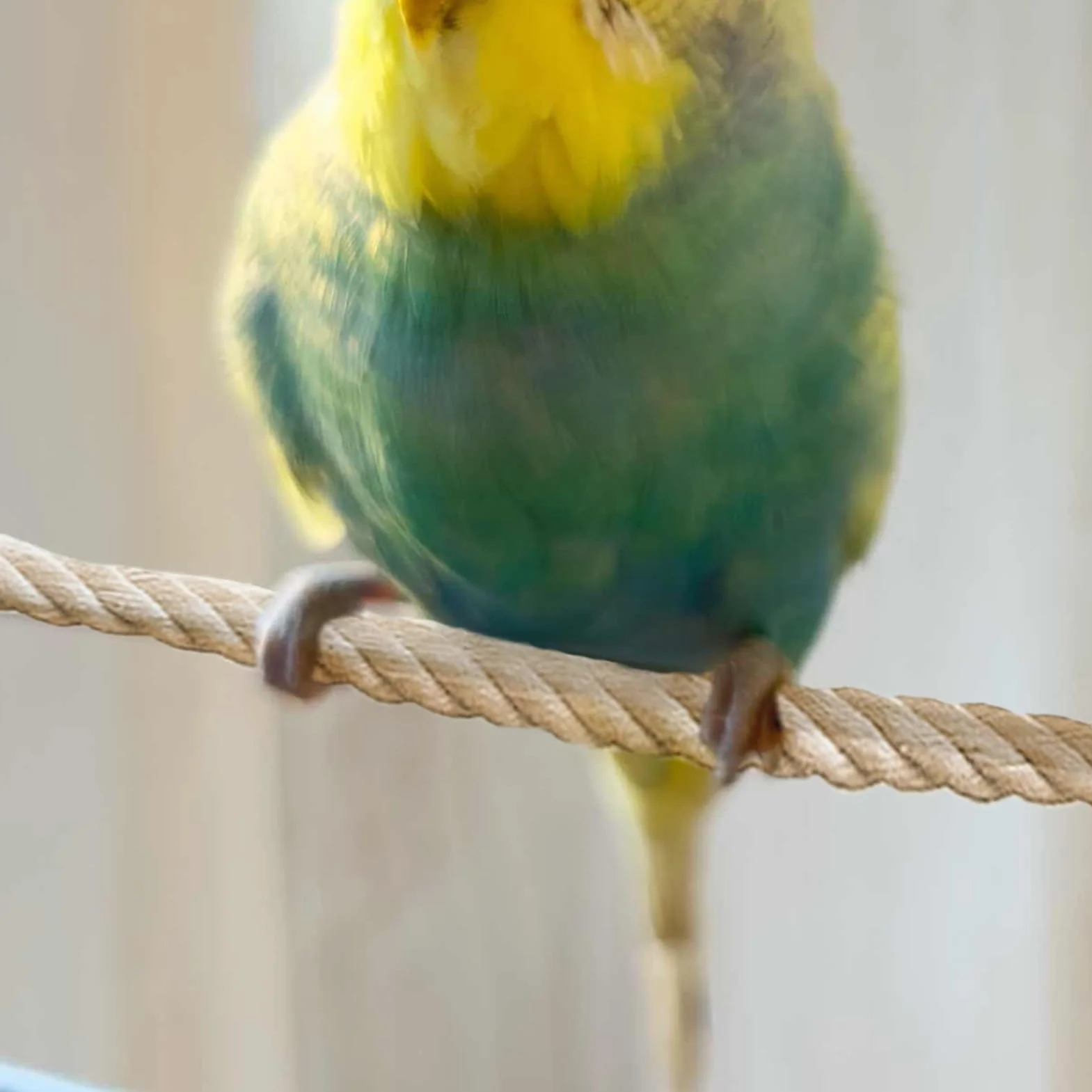 Rope Perches Bird, Swing Rope Cages, 23.62x0.39in Perch Stand, Lightweight Cage Climbing, Birds Exercise Accessories for Cockatiels, Lovebirds, Parakeets, Sugar Gliders