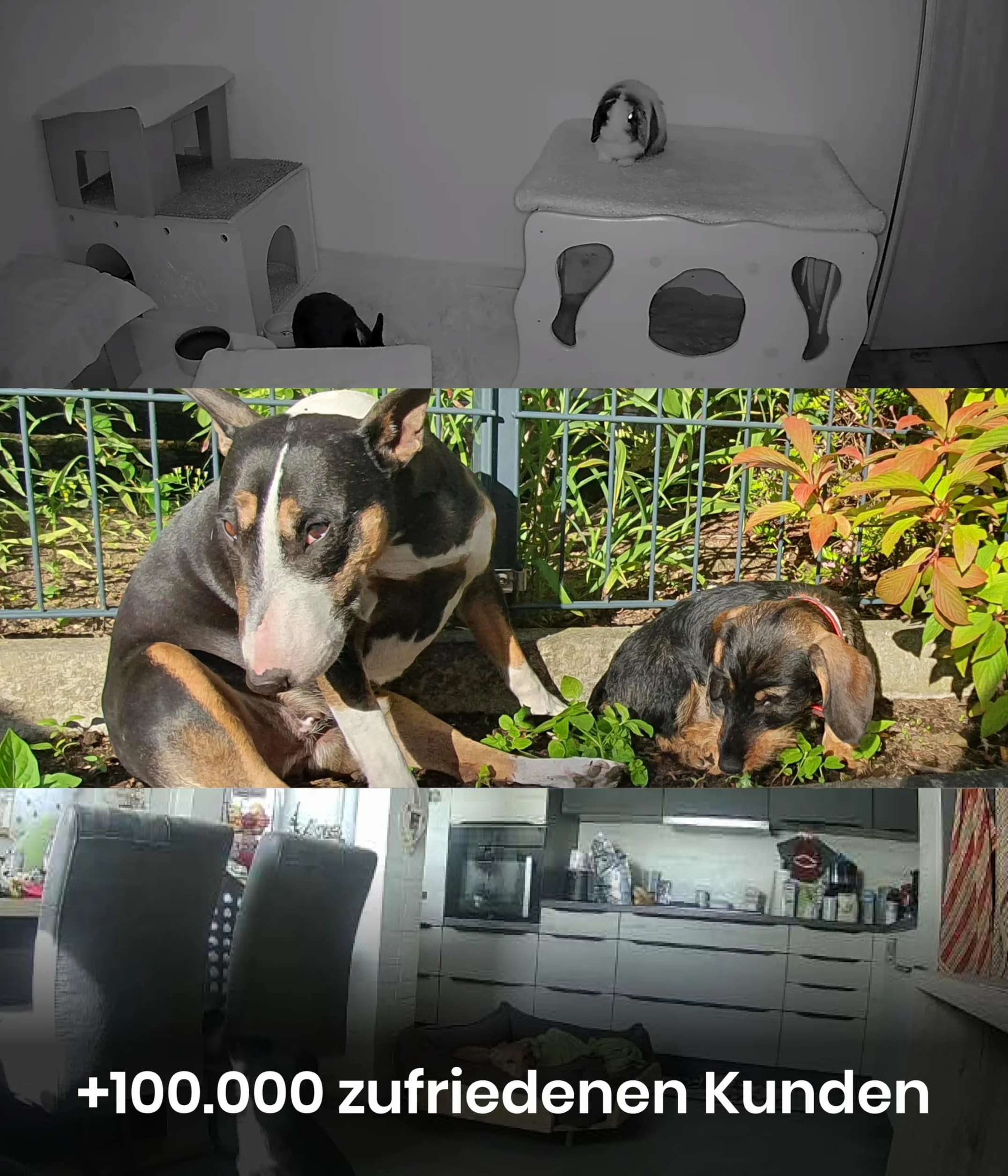 PetTec Cam 360° Dog Camera z aplikacją, WiFi, funkcją głosową i noktowizją do domu - Pet Security Camera Full HD - Kamera dla zwierząt domowych dla psów i kotów, kamera dla zwierząt domowych
